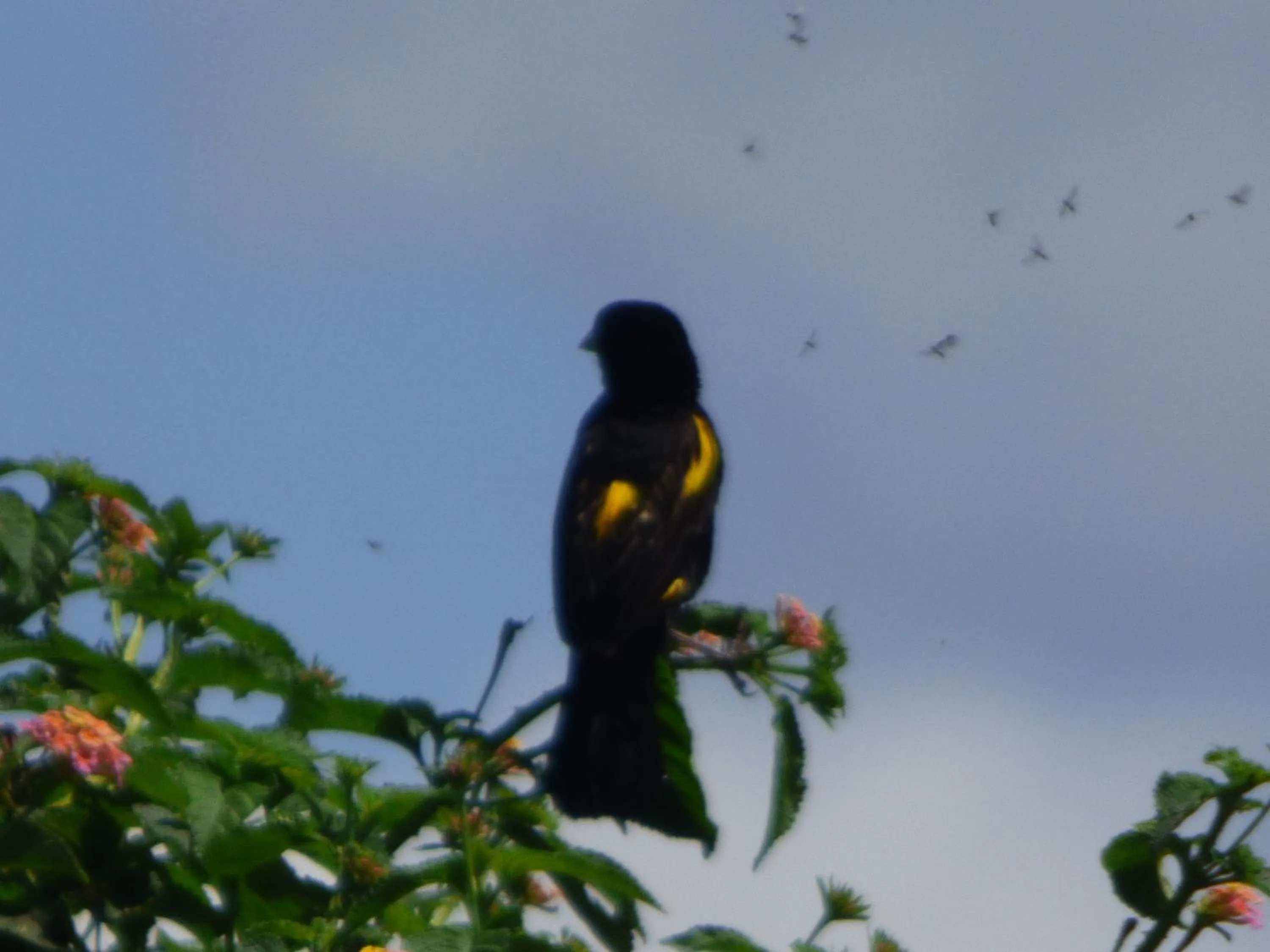 Neighbourhood in Le Pristine Wellness and Healing Hotel