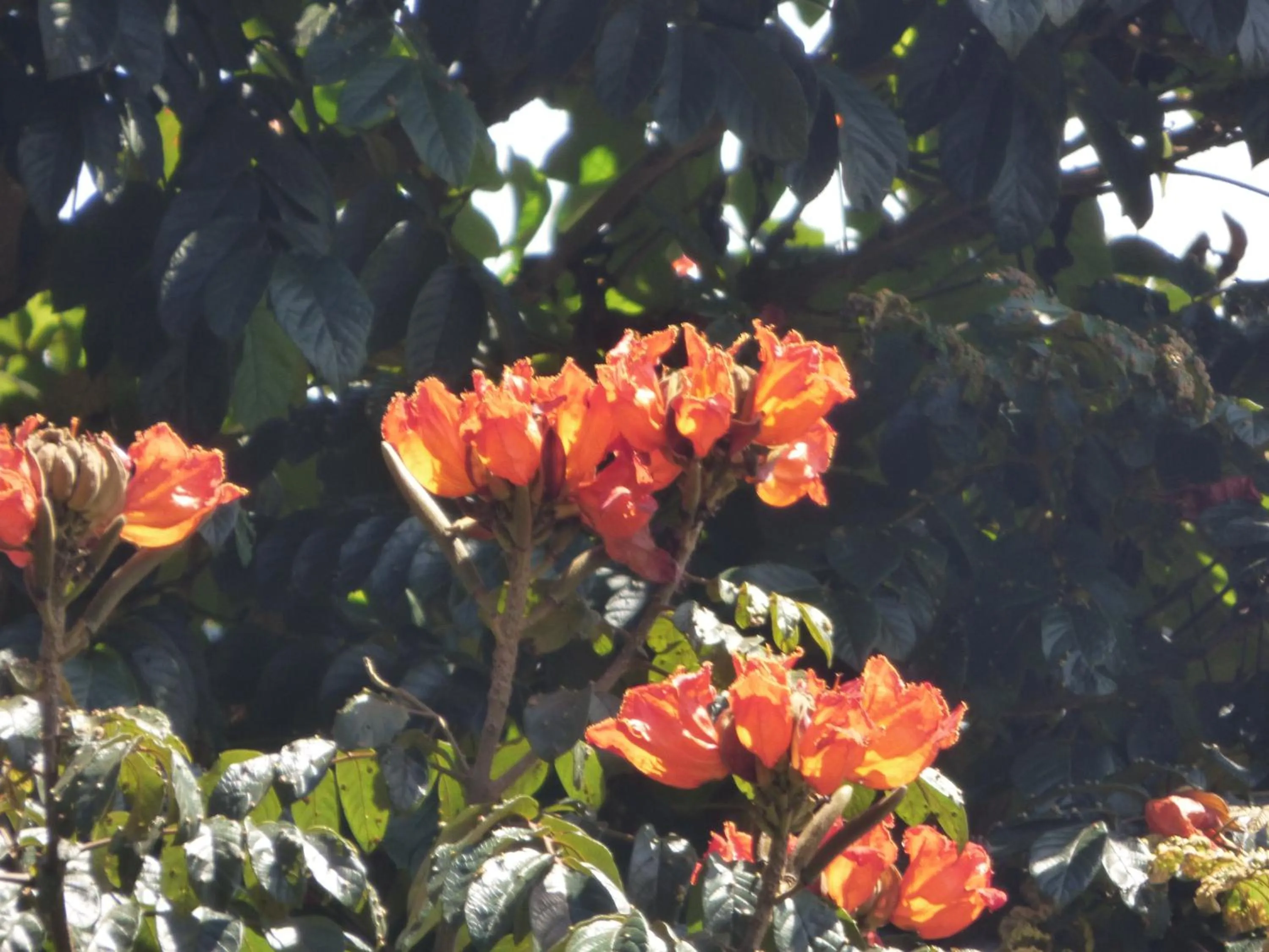 Neighbourhood in Le Pristine Wellness and Healing Hotel