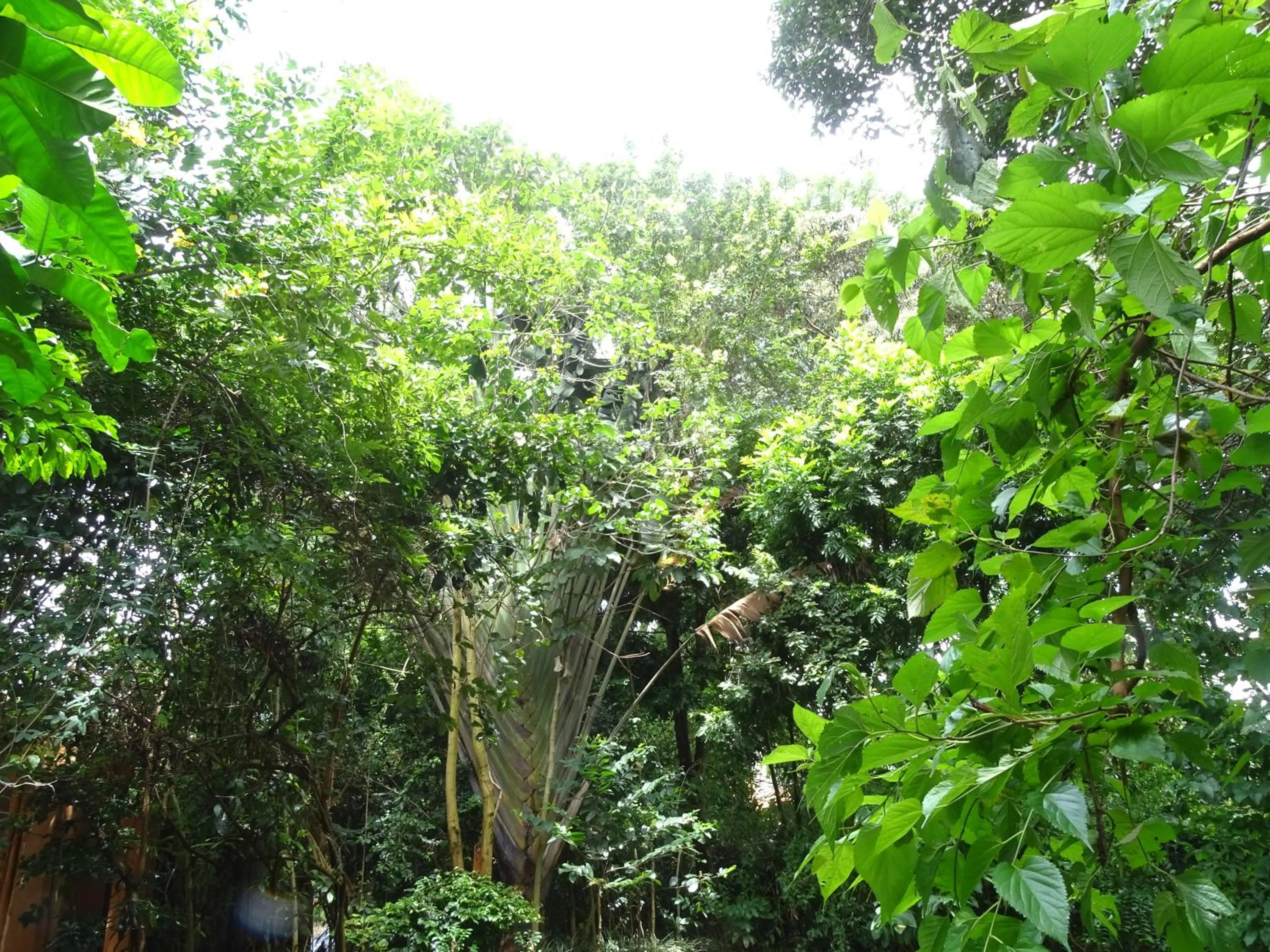 Garden in Le Pristine Wellness and Healing Hotel