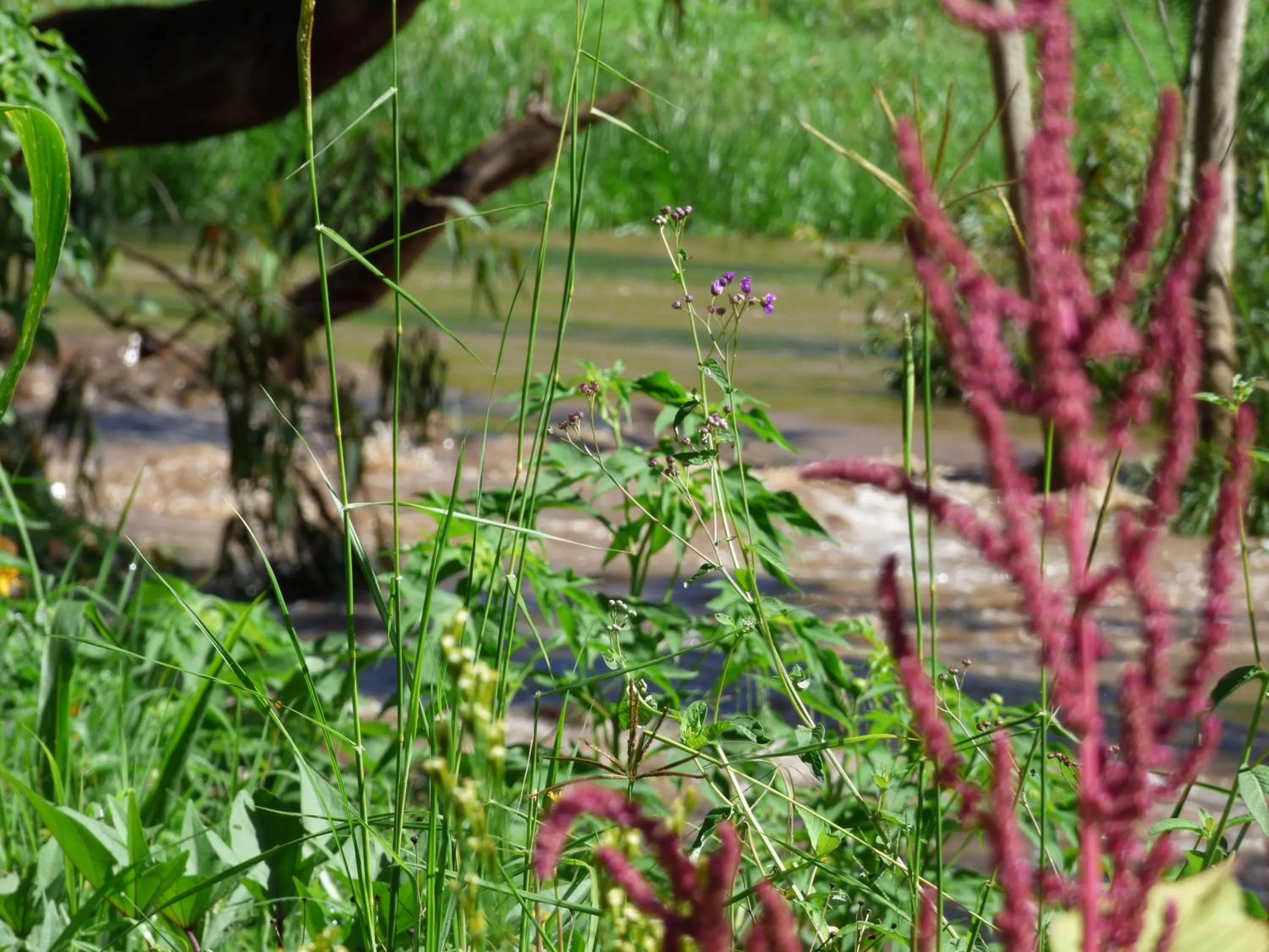 Neighbourhood in Le Pristine Wellness and Healing Hotel