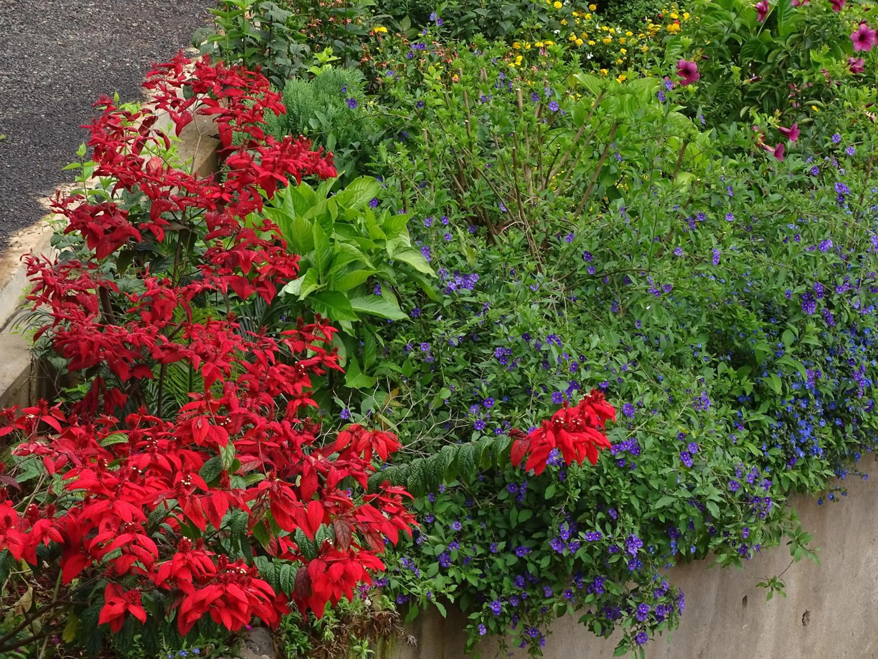 Garden in Le Pristine Wellness and Healing Hotel