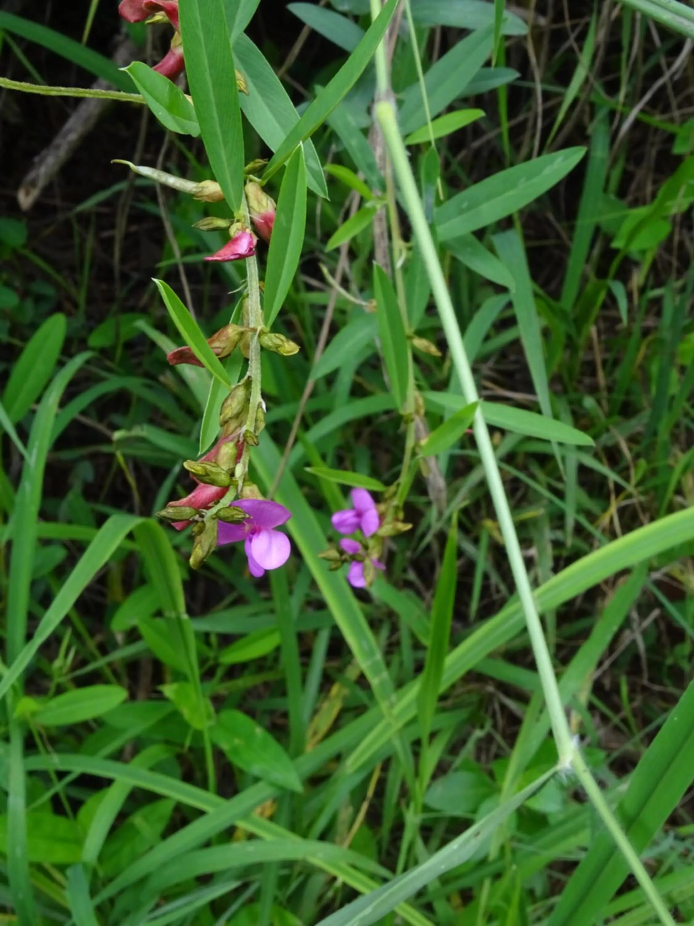 Garden in Le Pristine Wellness and Healing Hotel