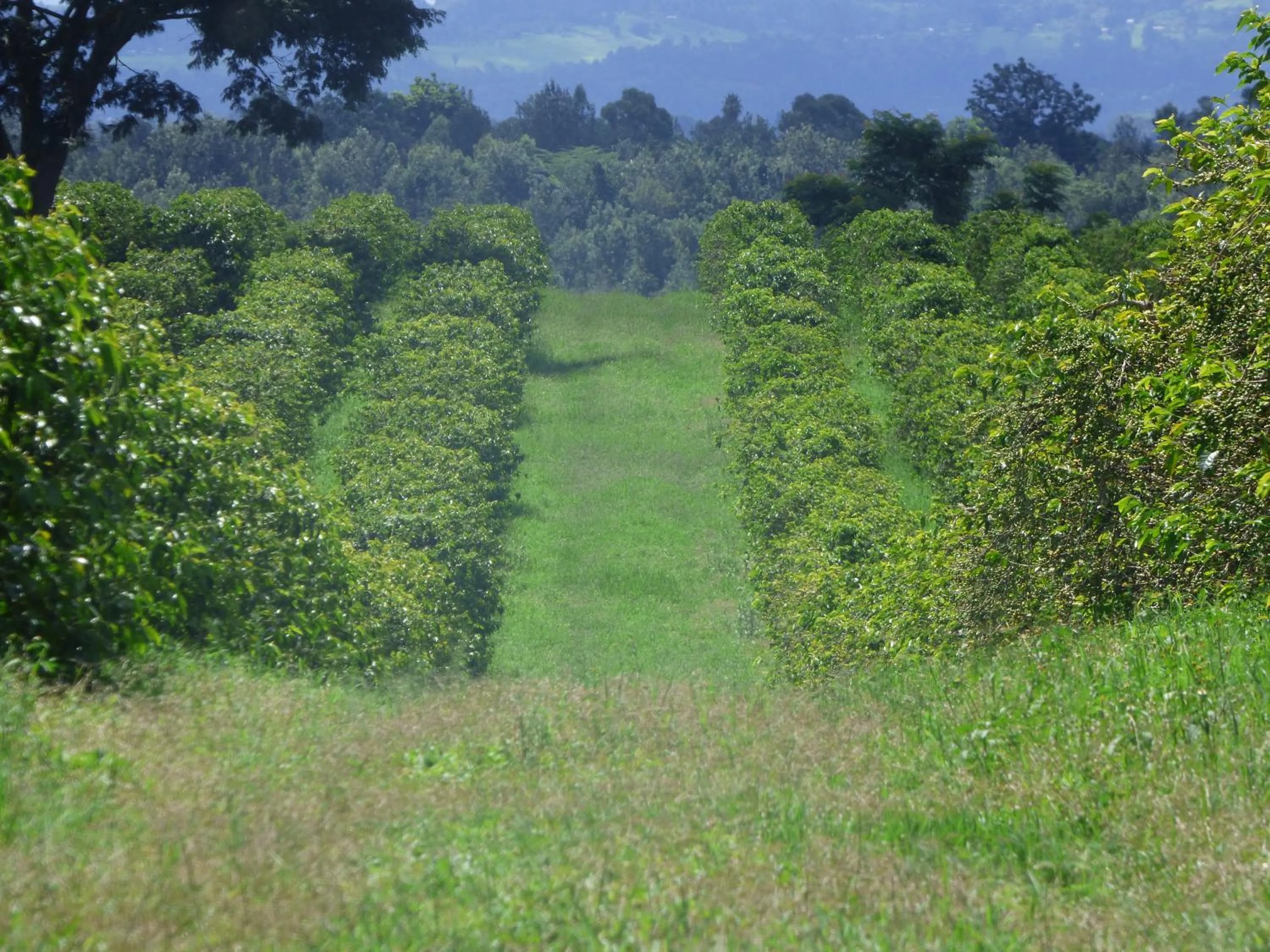 Neighbourhood in Le Pristine Wellness and Healing Hotel