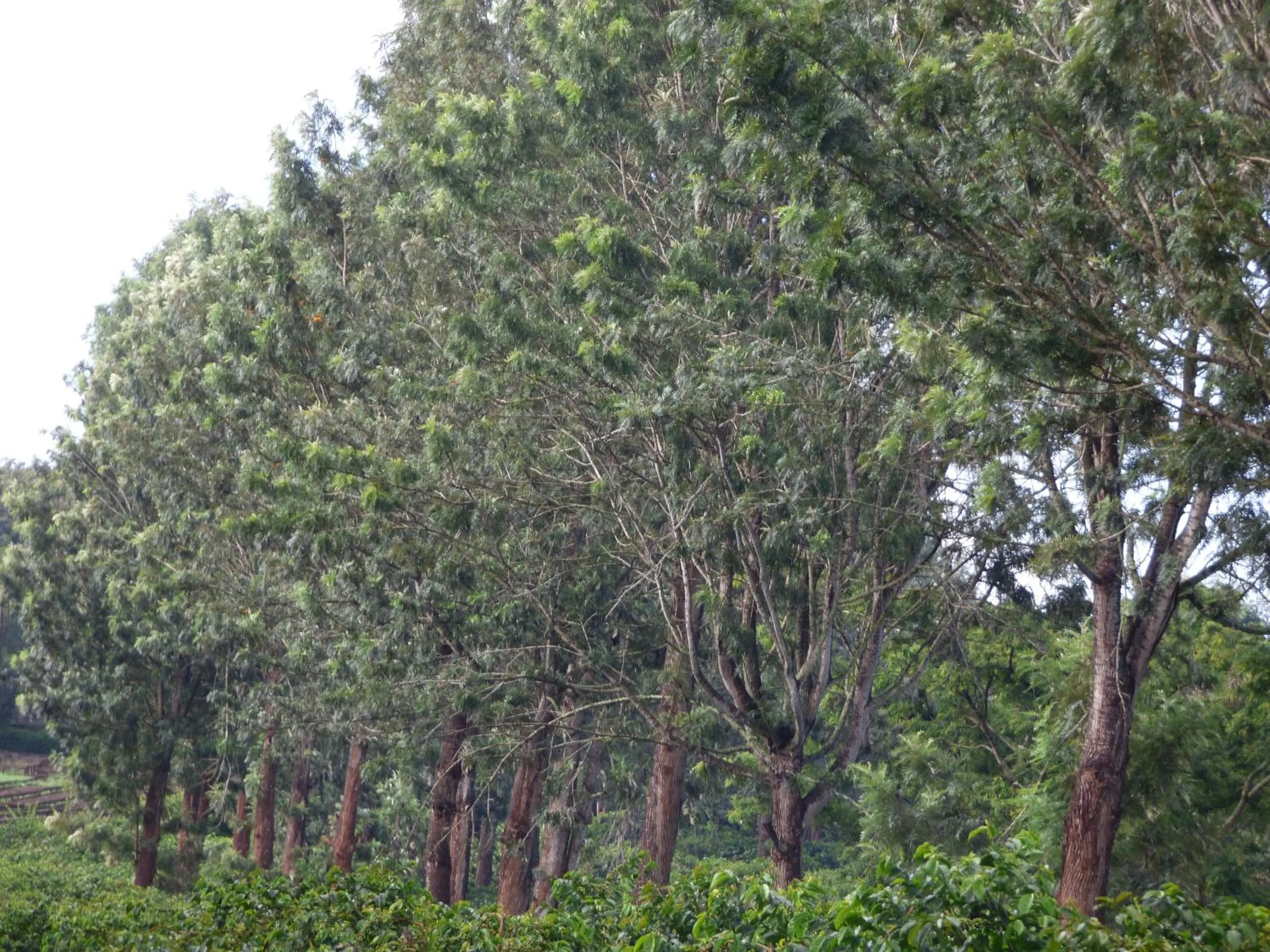 Neighbourhood in Le Pristine Wellness and Healing Hotel