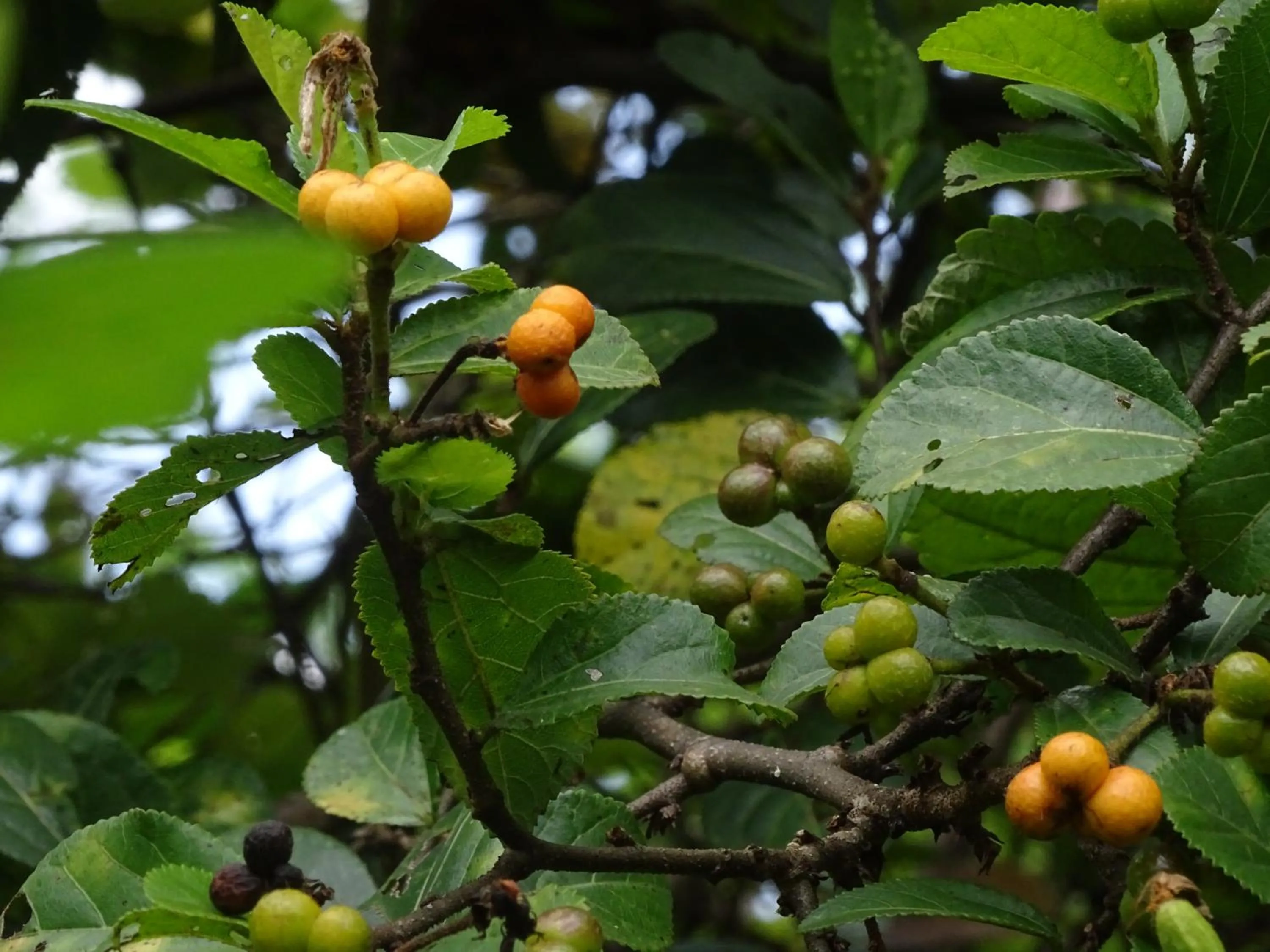 Garden in Le Pristine Wellness and Healing Hotel