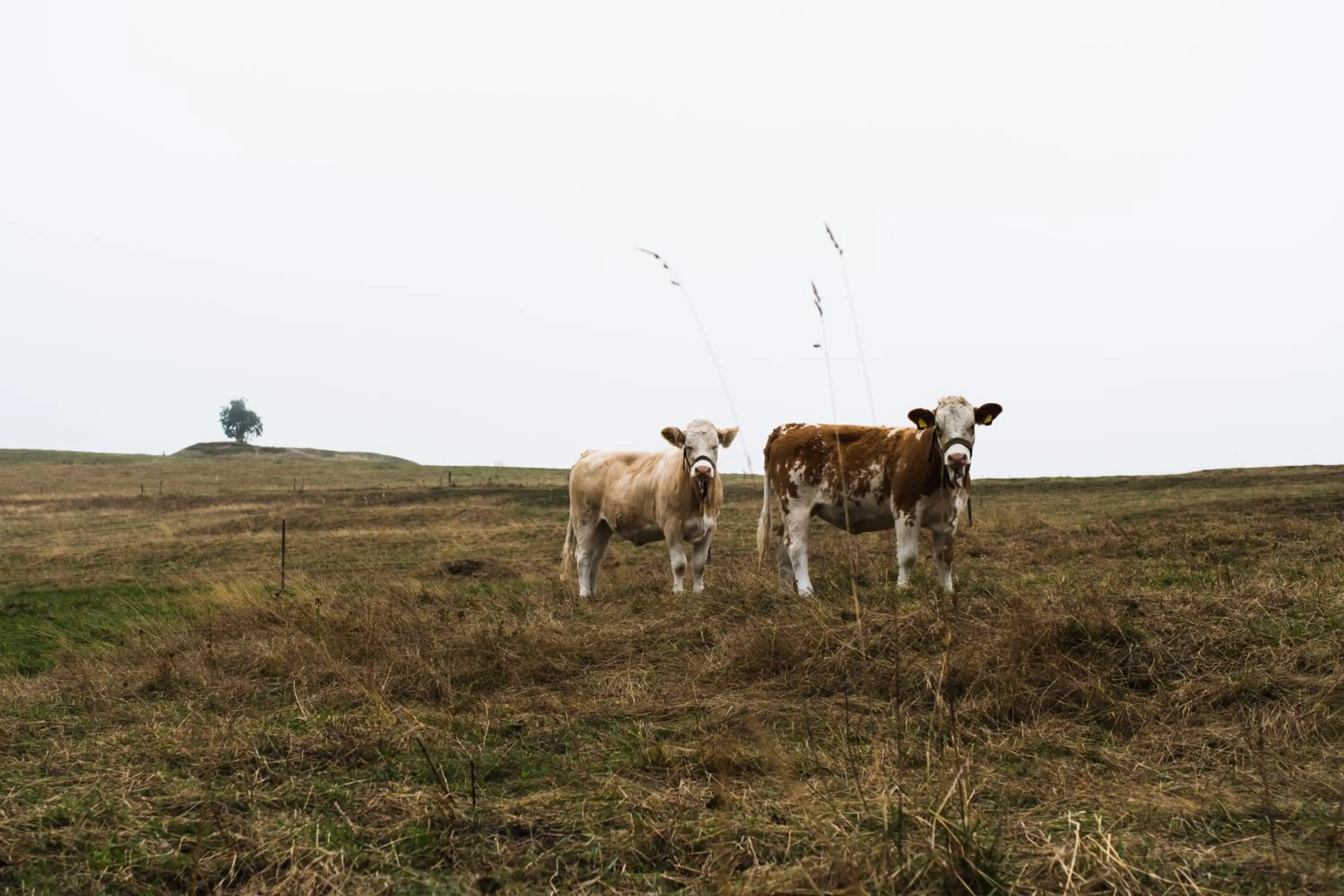 Animals in Gastinger Hotel-Restaurant