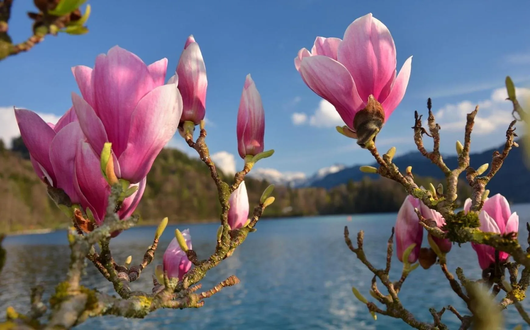 Natural landscape, Other Animals in Hotel Vogelweiderhof