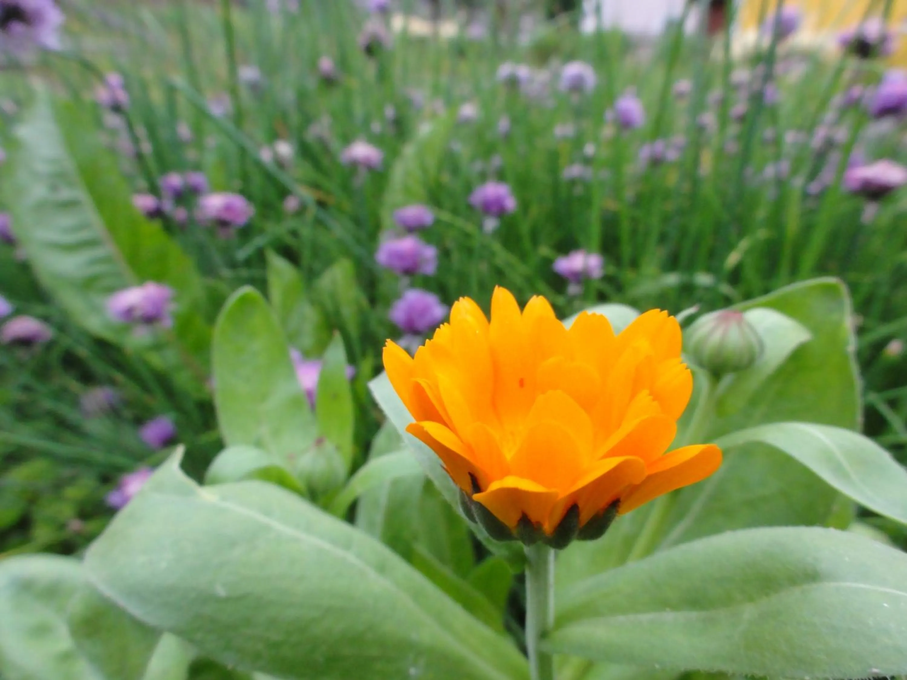 Bird's eye view in Familiengasthof Maier