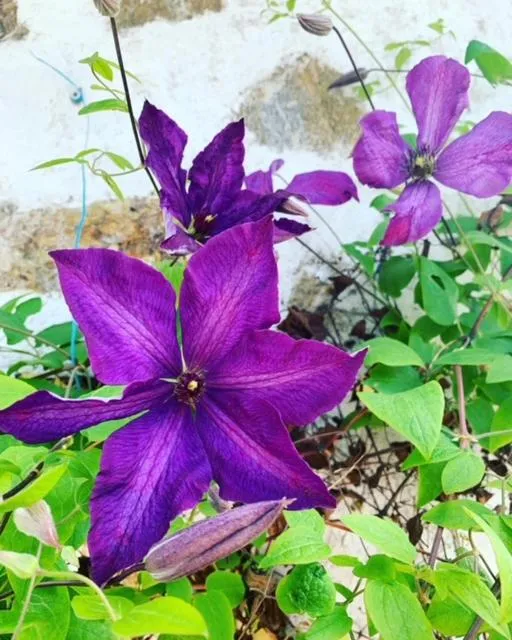 Garden in Les Lauriers