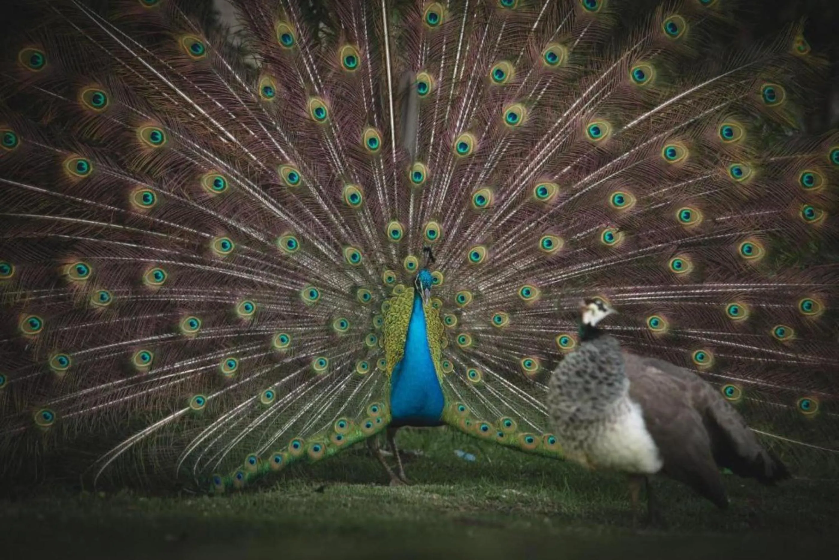 Garden in Misty Mountain Reserve
