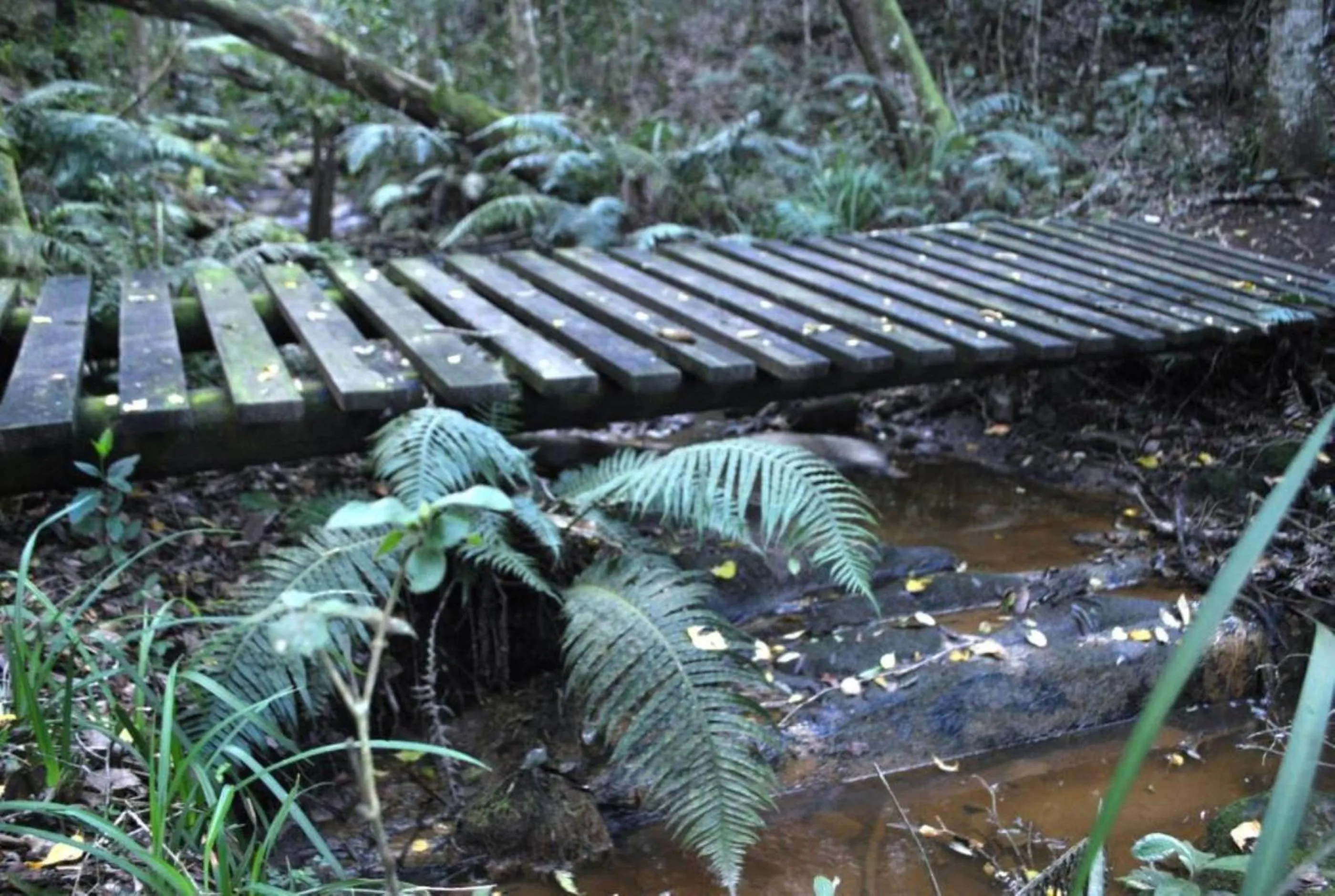 Activities in Misty Mountain Reserve
