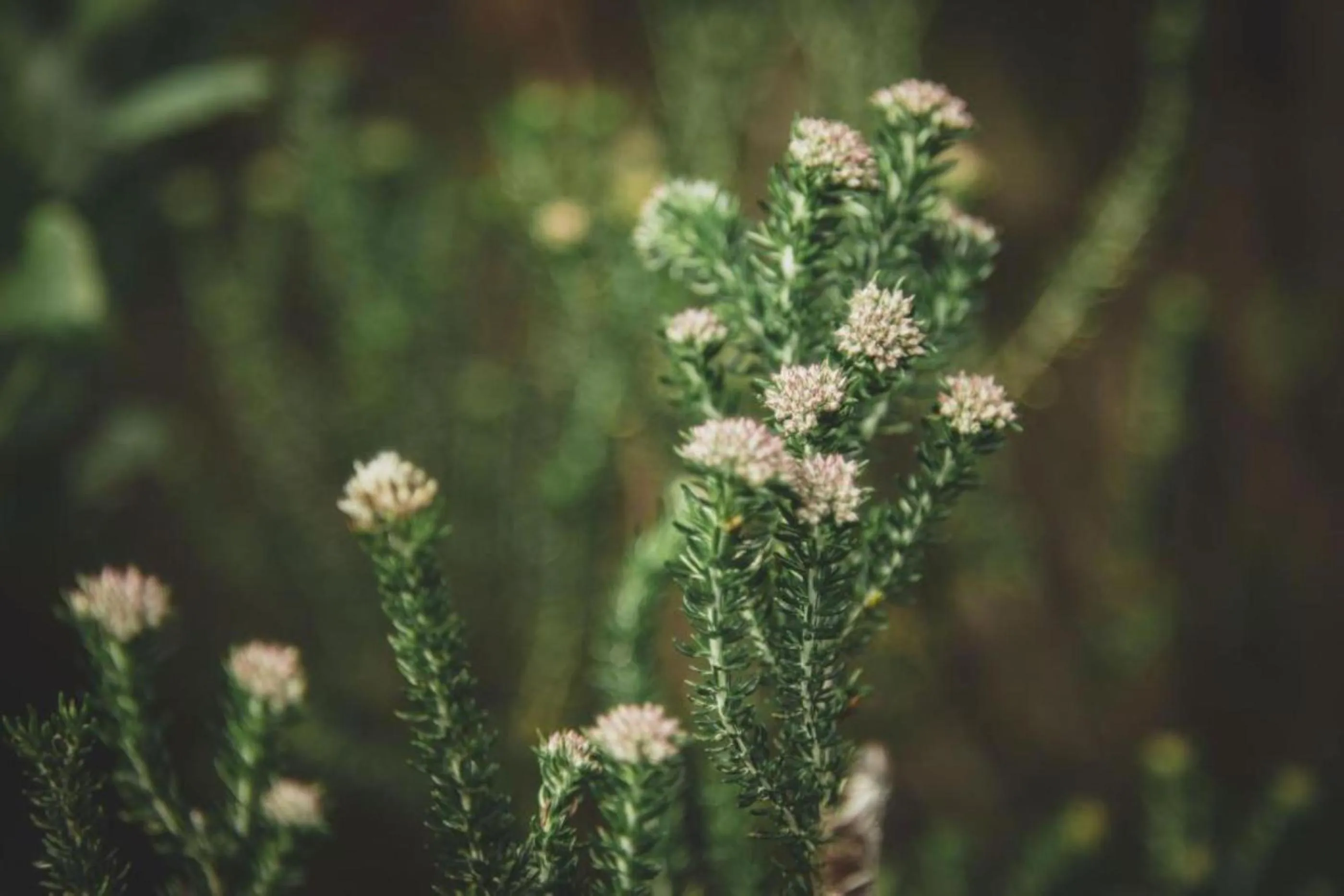Natural landscape in Misty Mountain Reserve