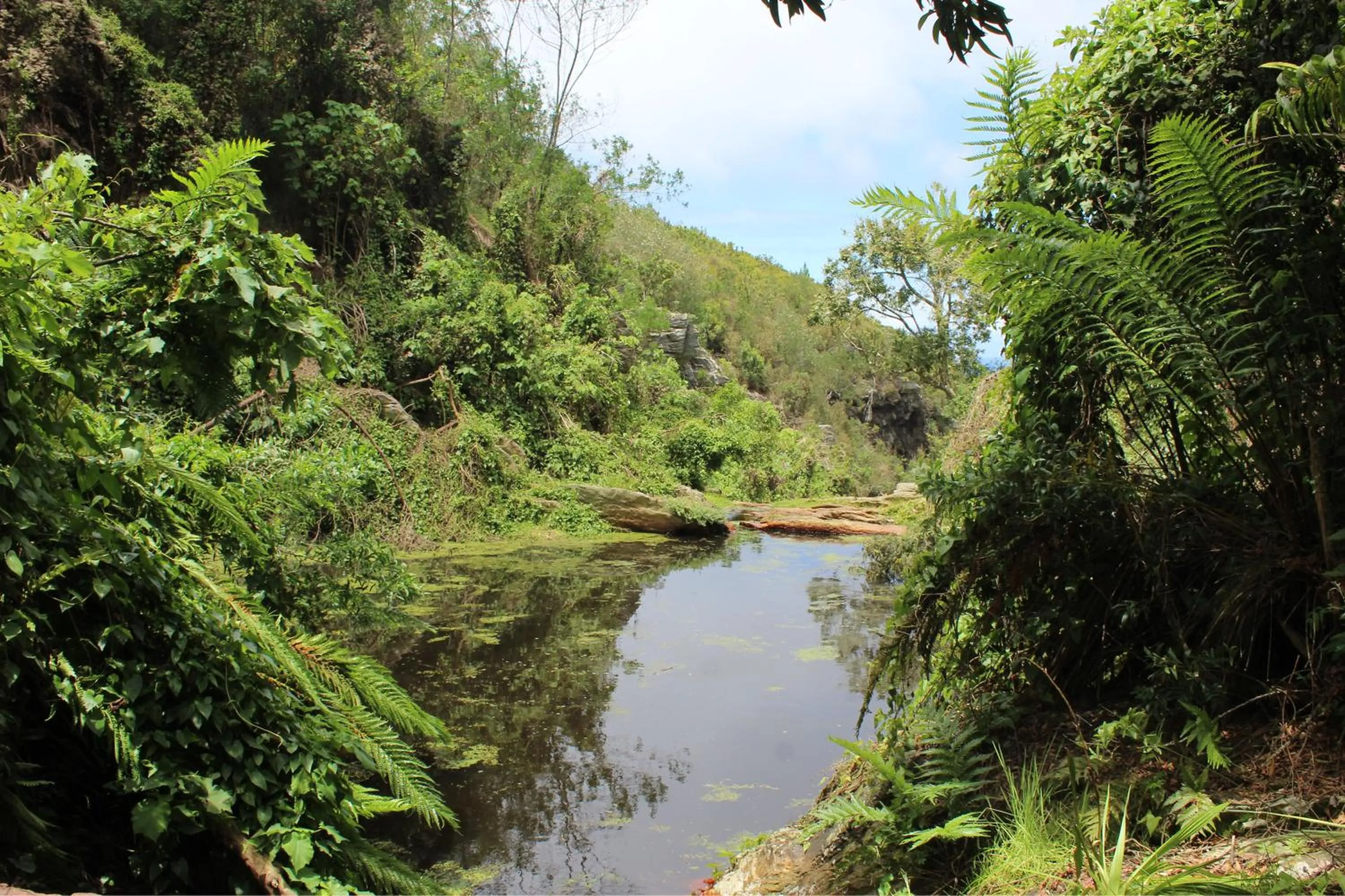Day in Misty Mountain Reserve