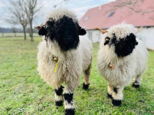Garden in Le Clos des Châteaux