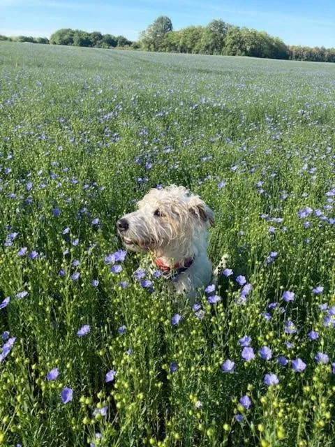 Garden in Le Clos des Châteaux