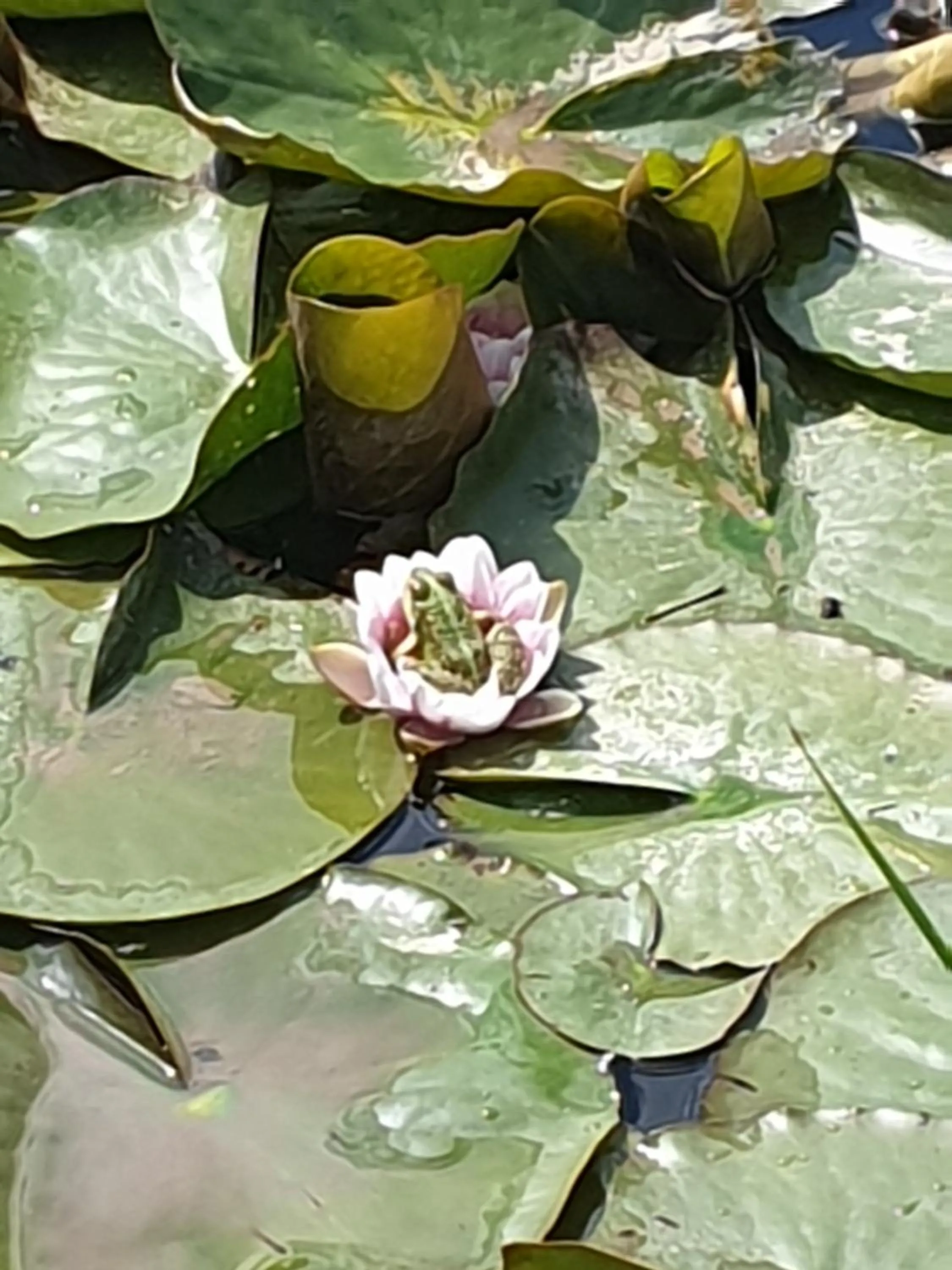 Natural landscape in Chambres et Table d'hôtes "La Pastorale Gourmande" FR - NE - EN - DE - IT