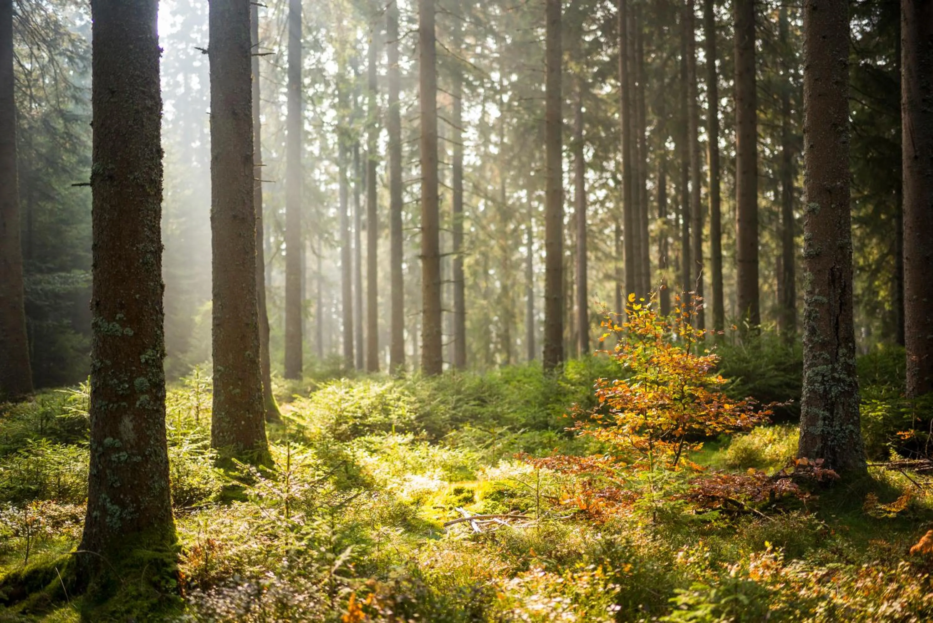Natural landscape in BRUGGER'S Hotelpark am See