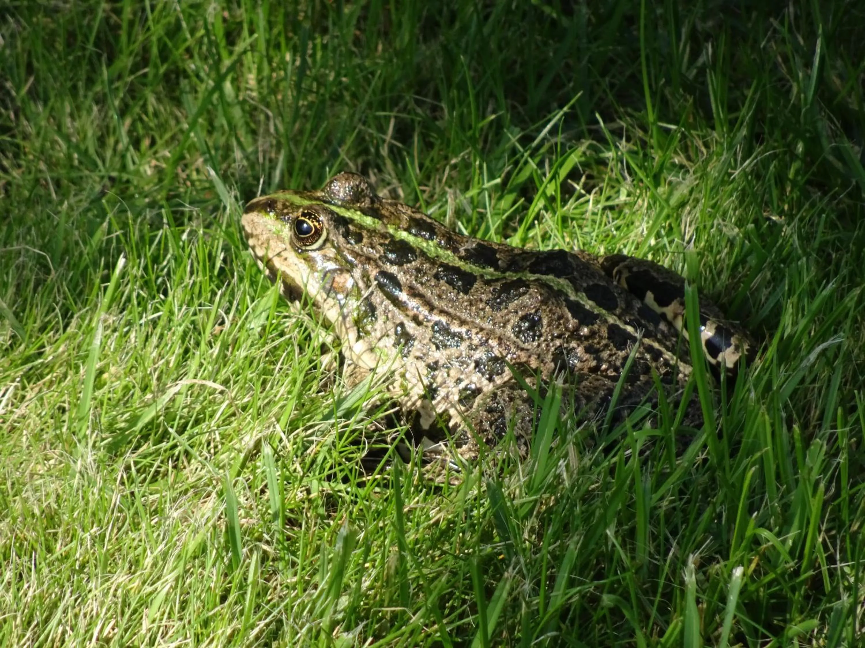 Garden in De Kopstoof