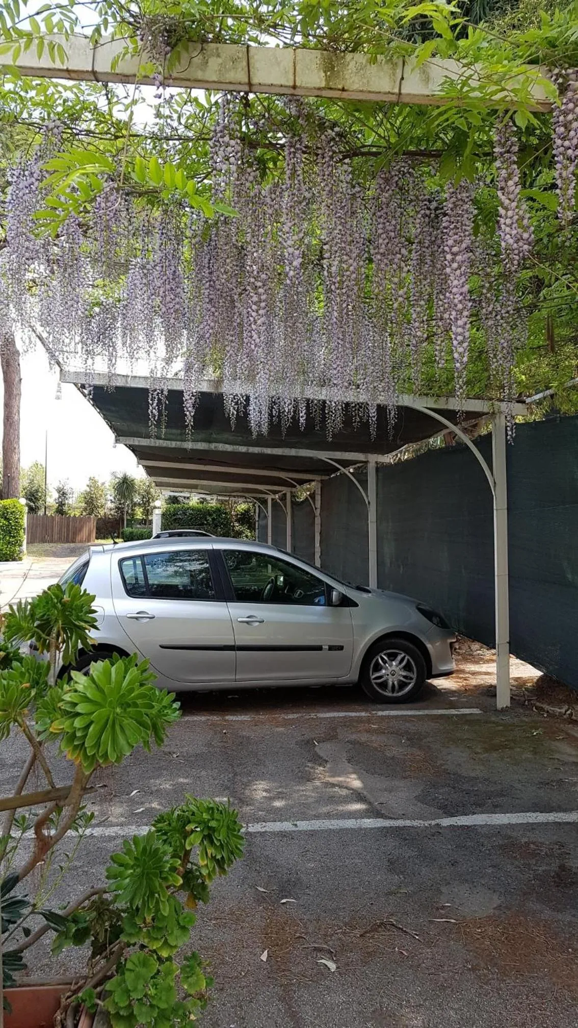 Garden in Hotel Mediterraneo