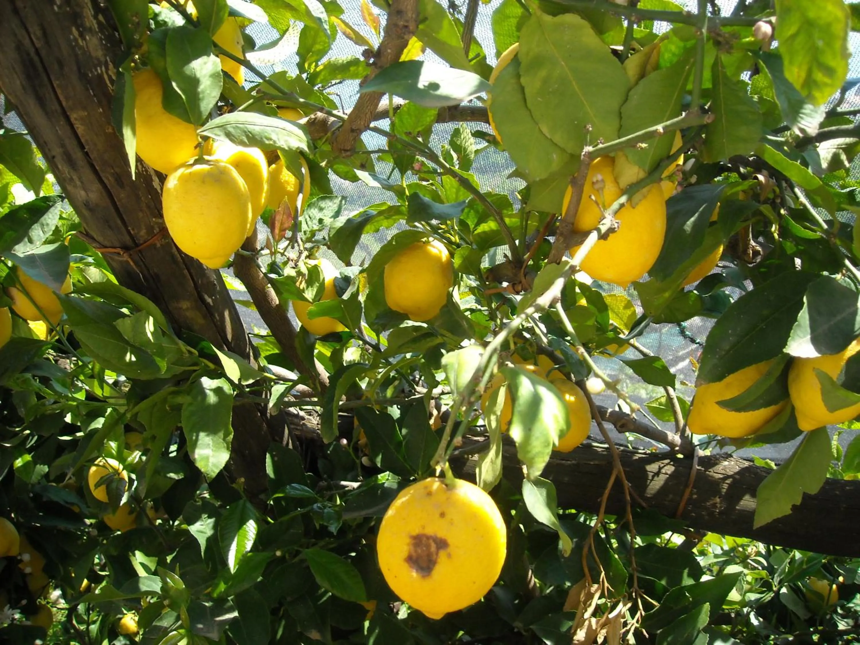 Garden in Il Rifugio del Poeta