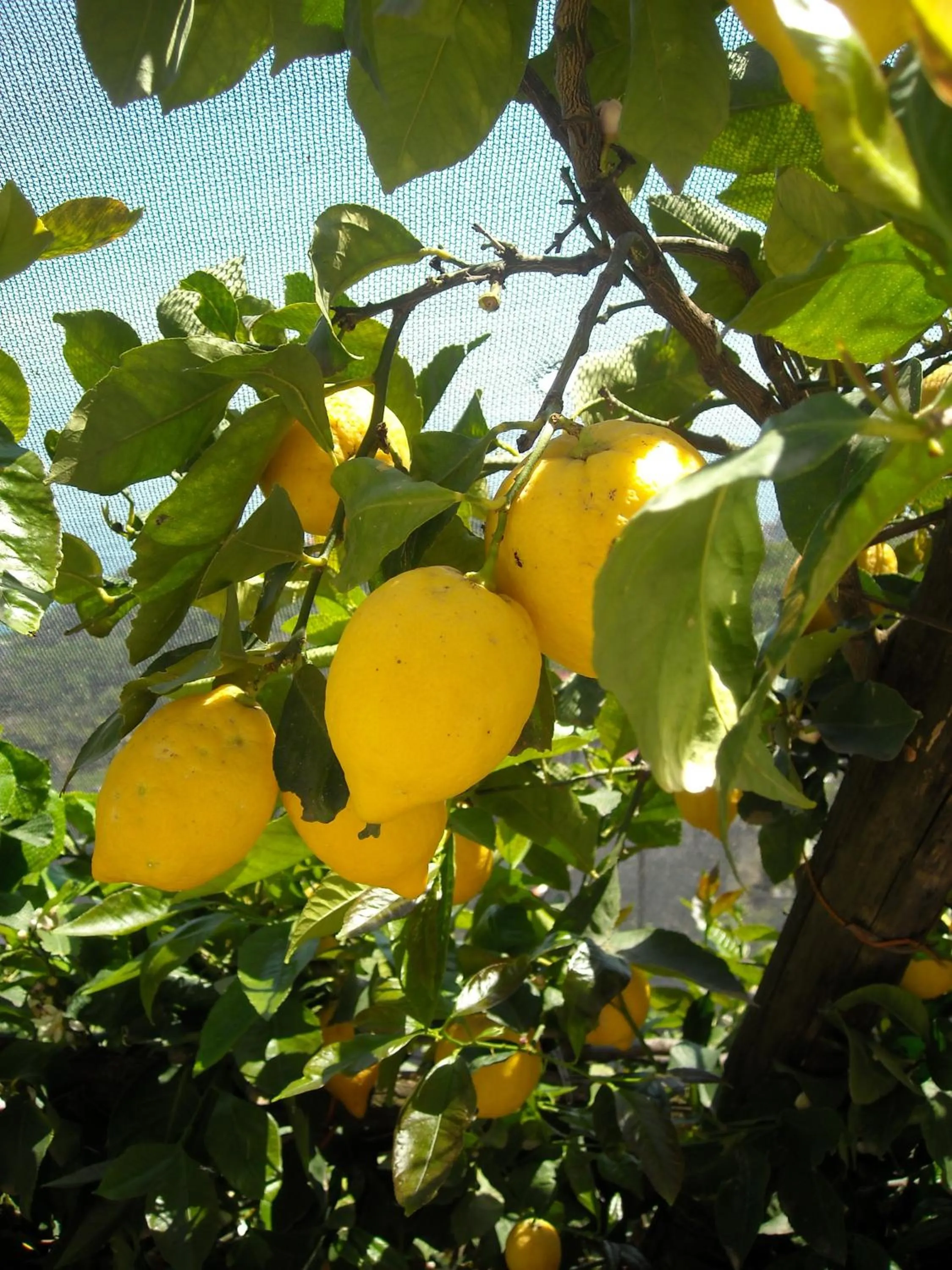 Garden in Il Rifugio del Poeta
