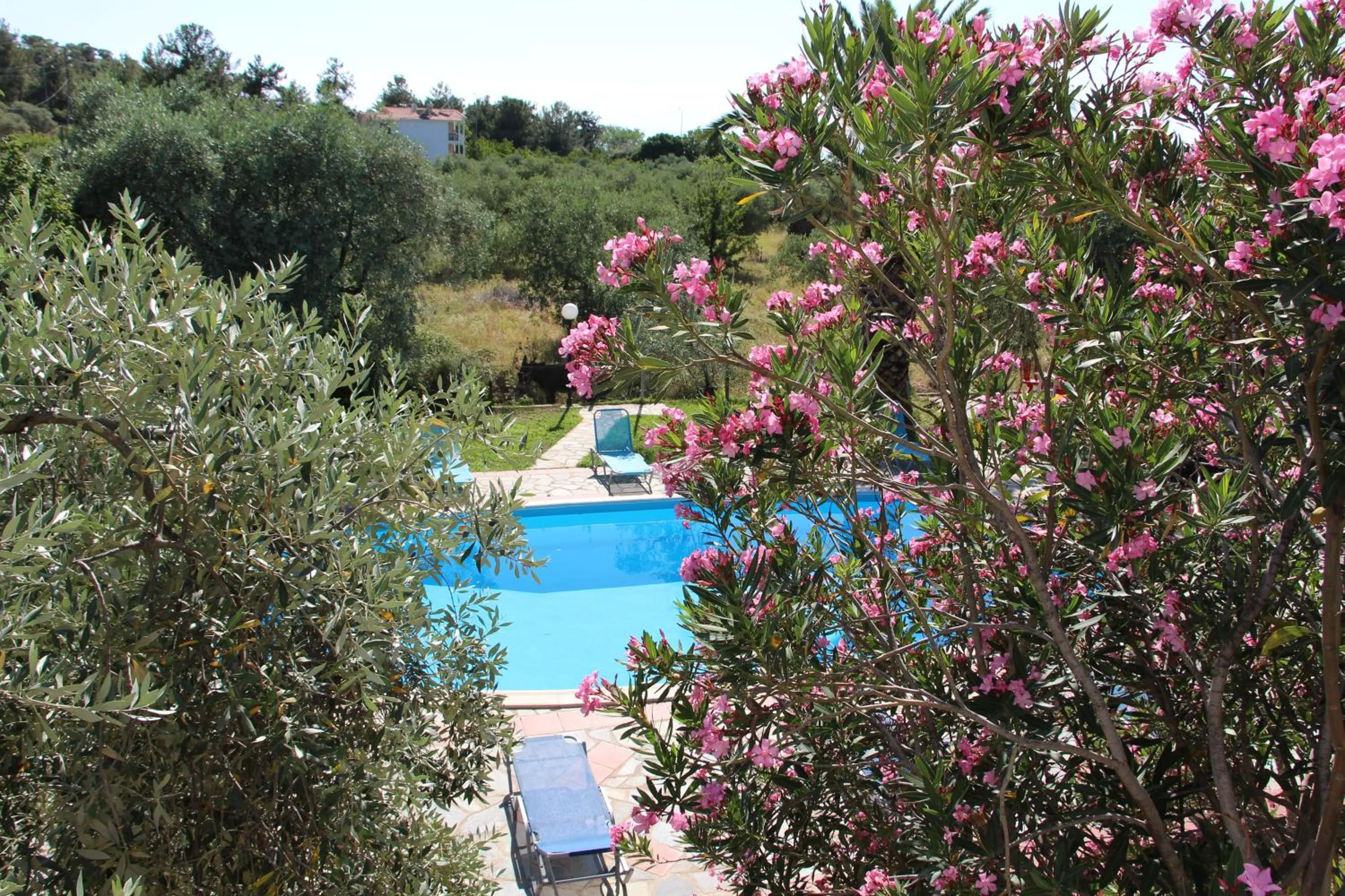 Garden in VILLA IATROU
