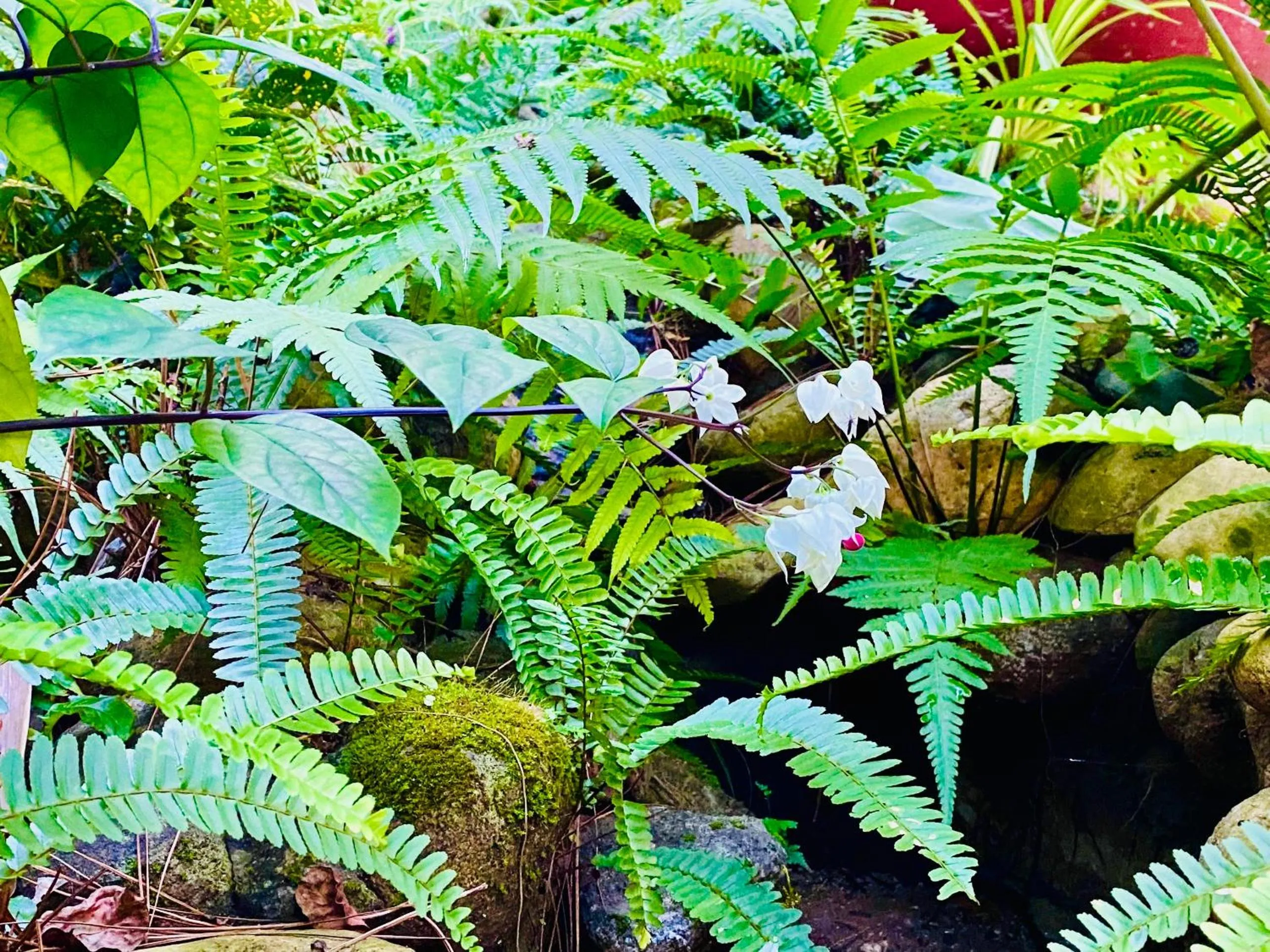 BAZAN HOME - Hotel & Bungalow