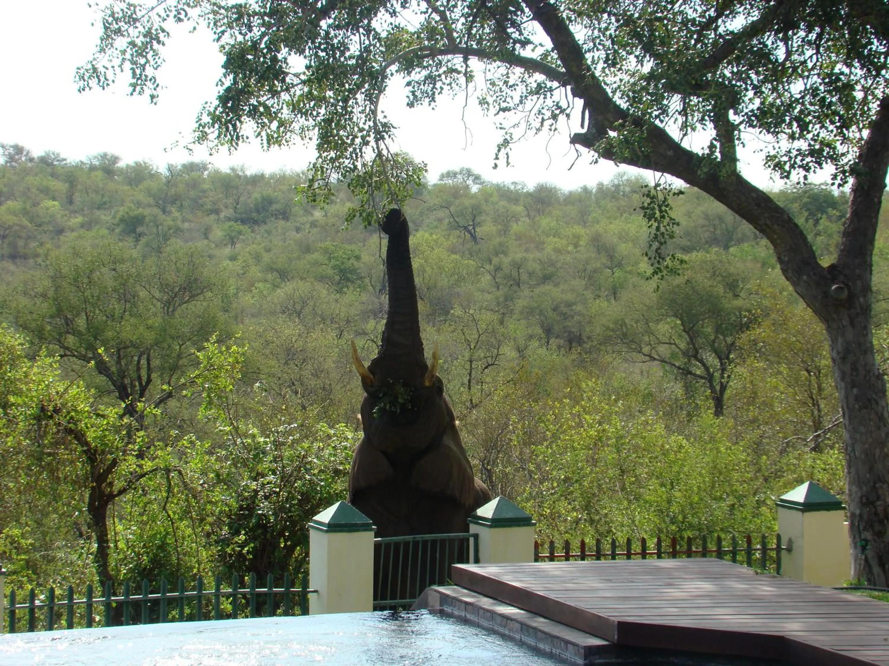 Animals in Muweti Bush Lodge
