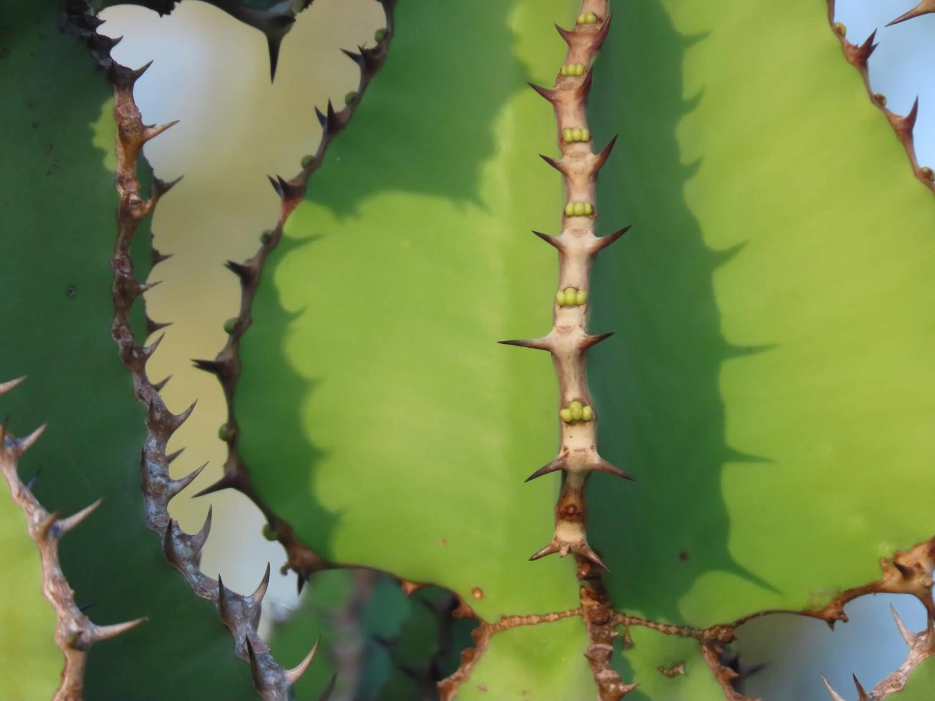 Garden in Muweti Bush Lodge