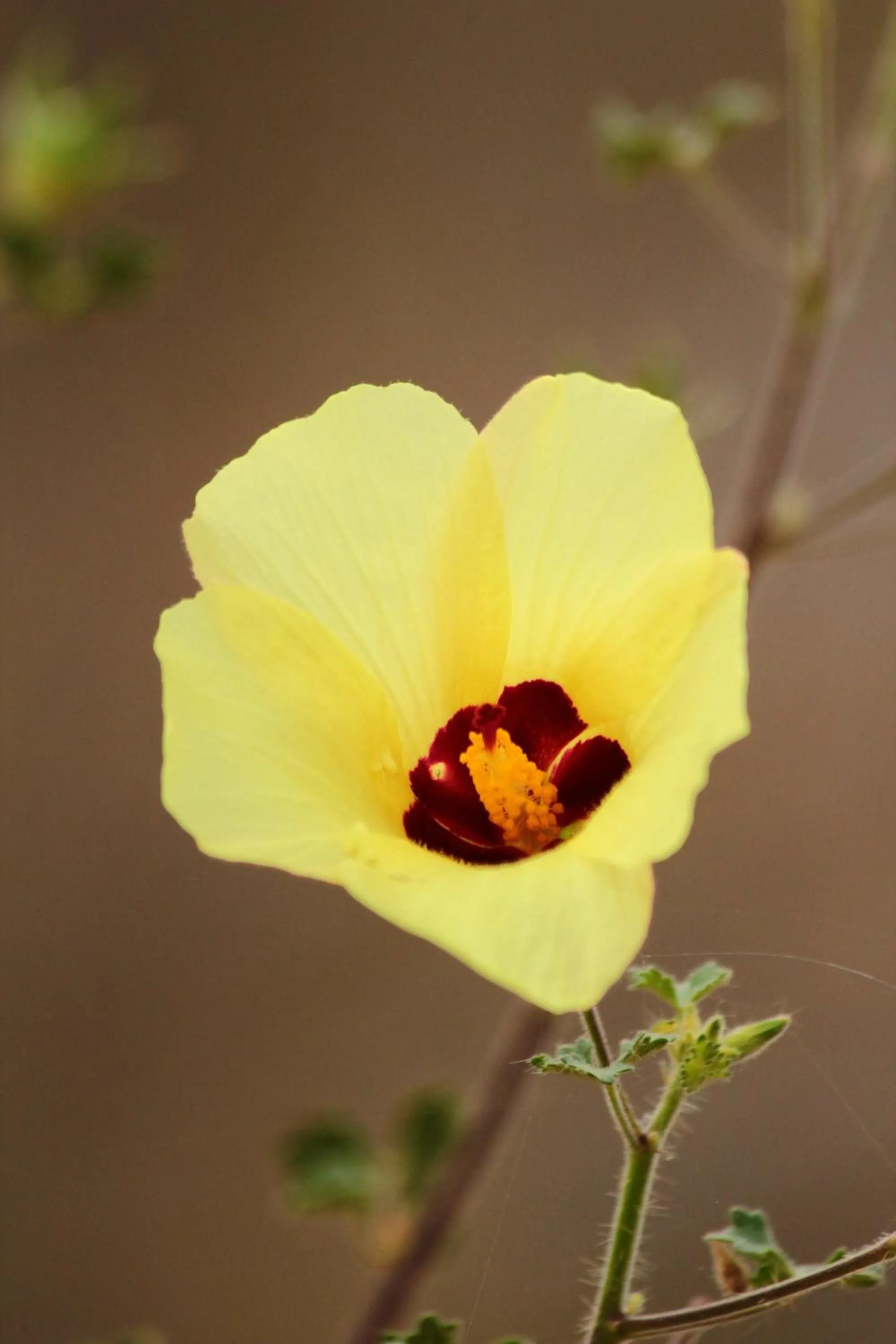 Other in Muweti Bush Lodge