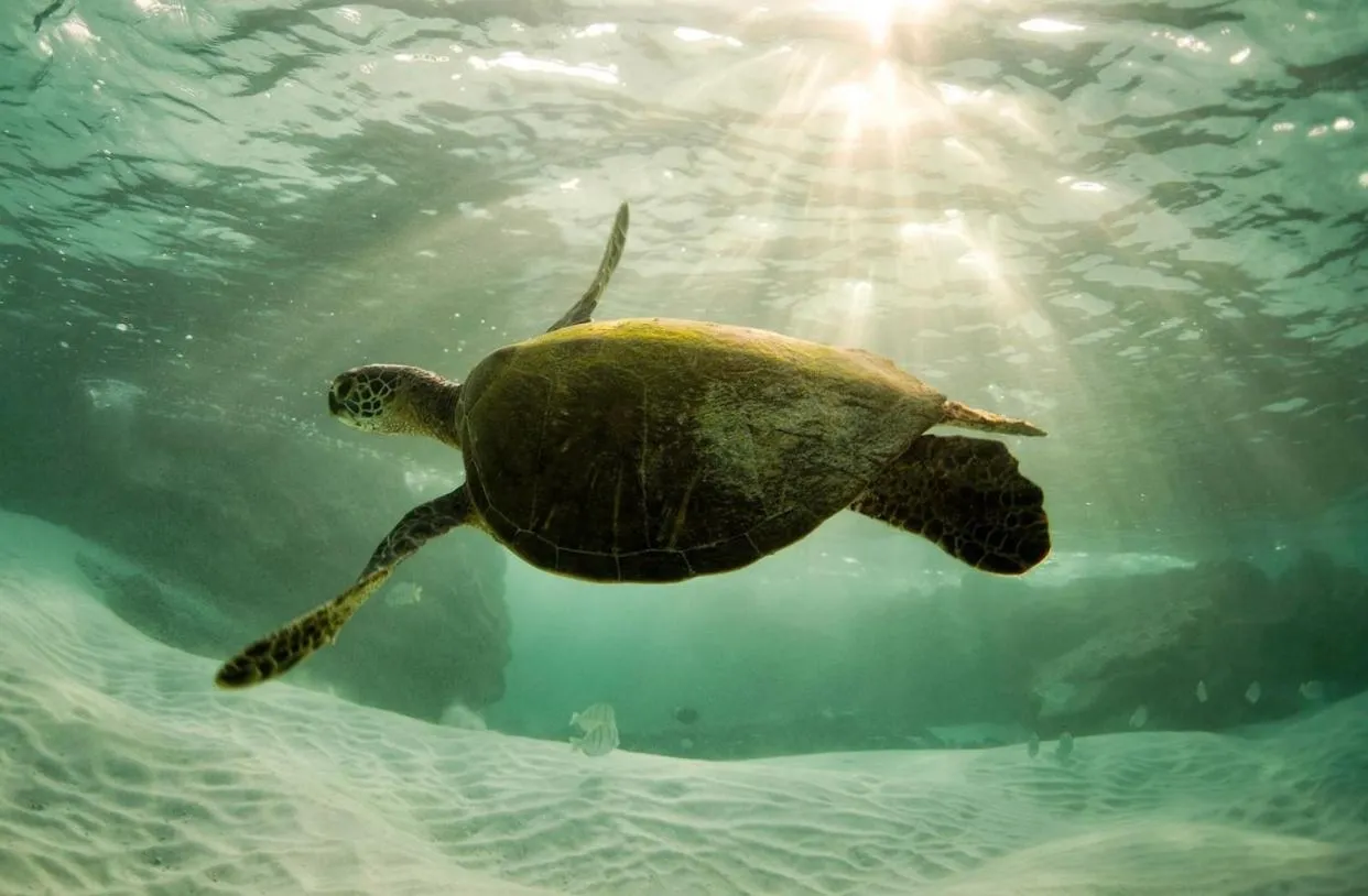 Hale Moana, Unit #110 Kona Islander Inn