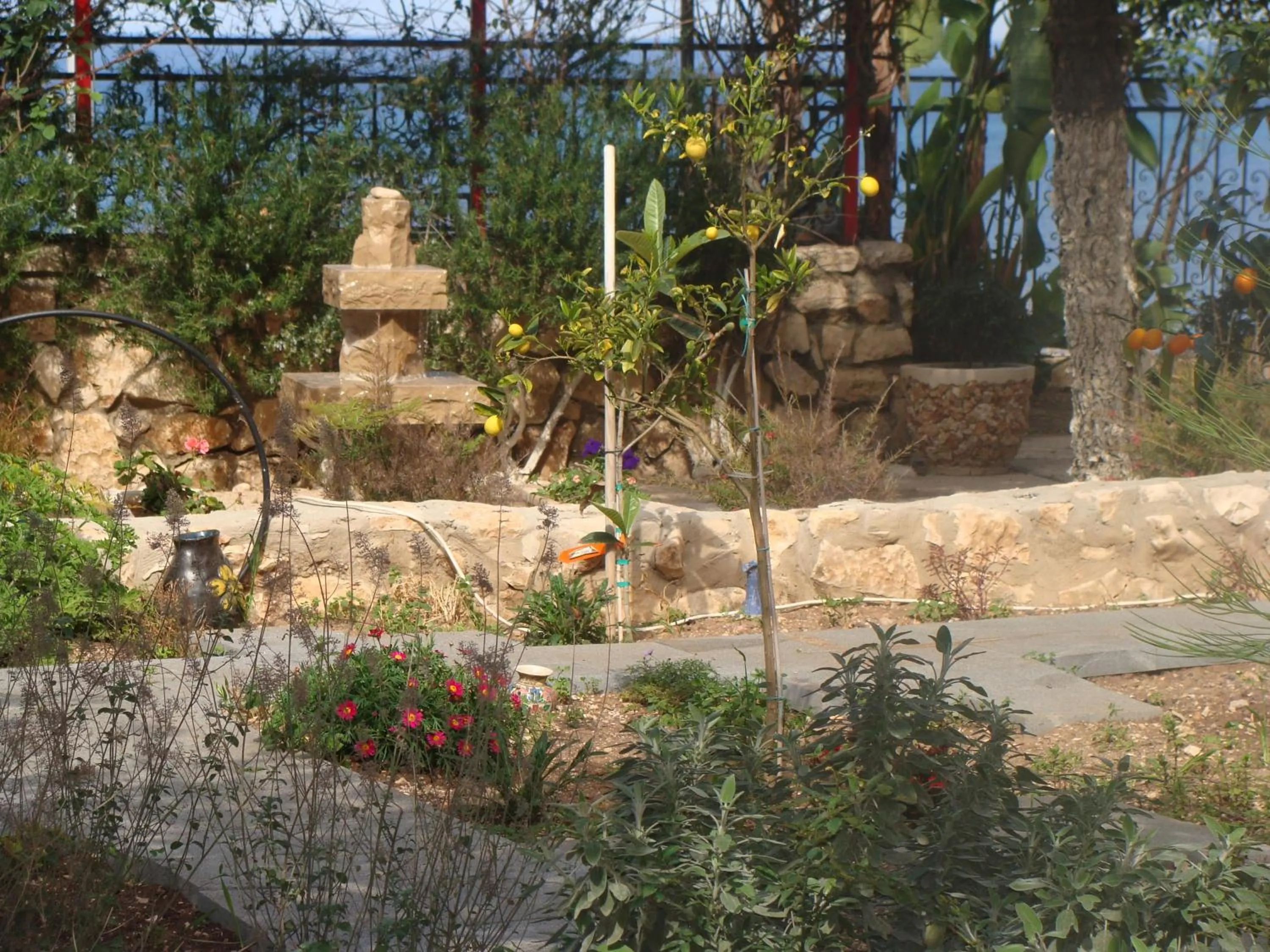 Garden in Tamer Guest house