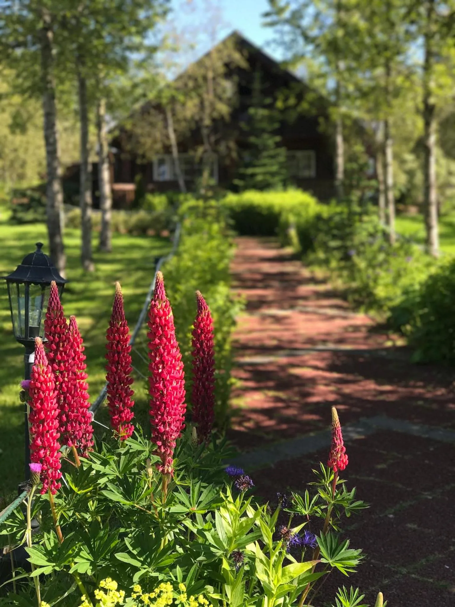 Garden in Blue Hotel Fagrilundur - On The Golden Circle