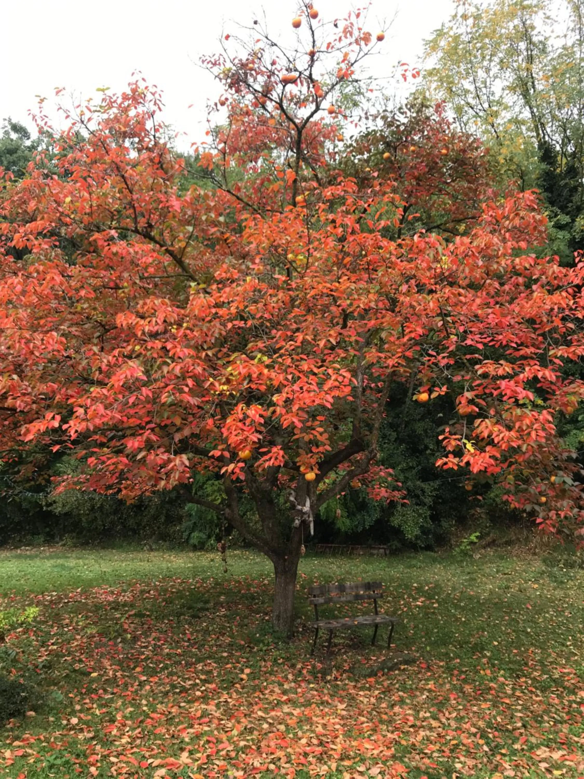 Natural landscape in Casina Morgana B&B