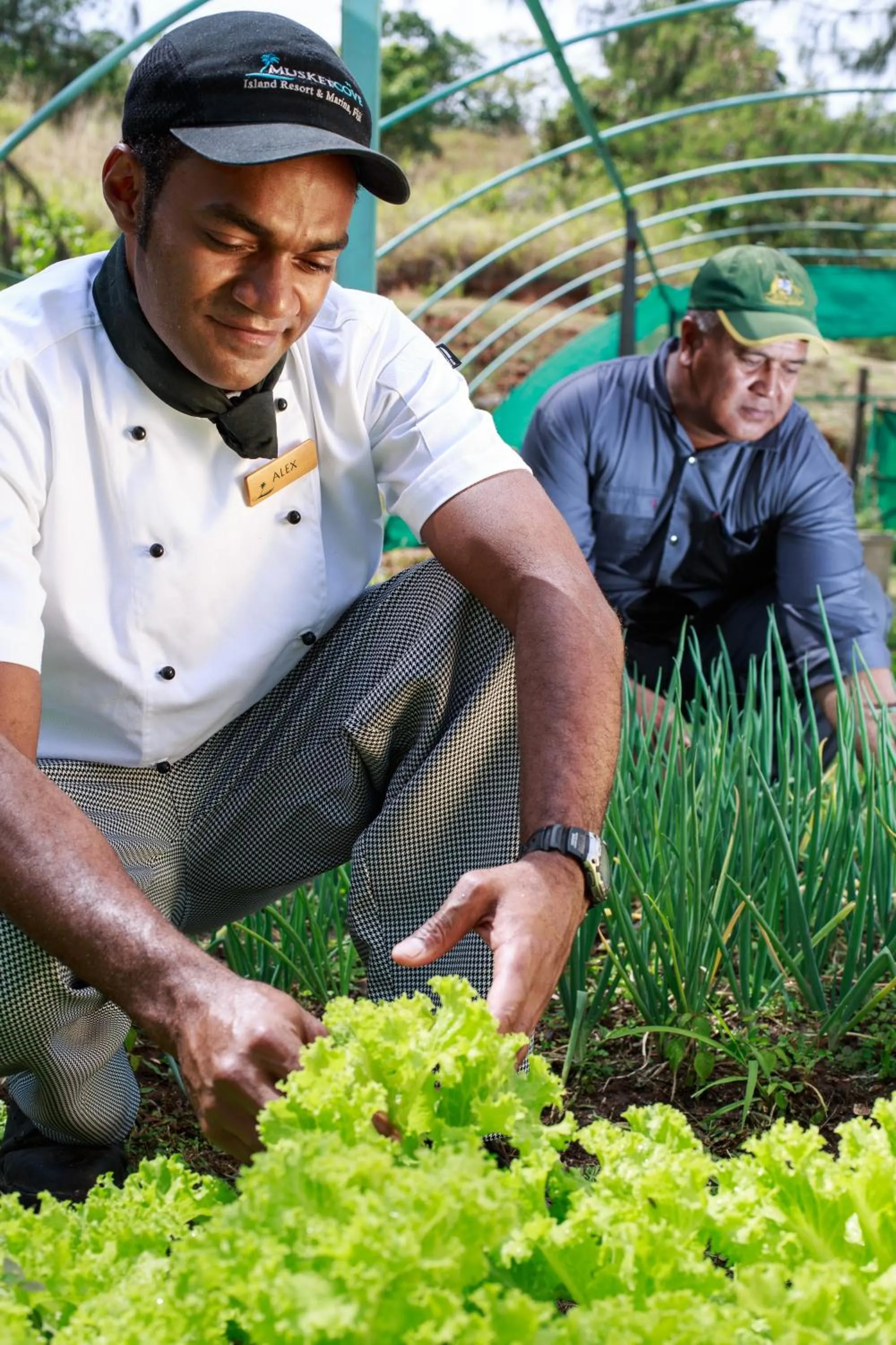 Garden in Musket Cove Island Resort