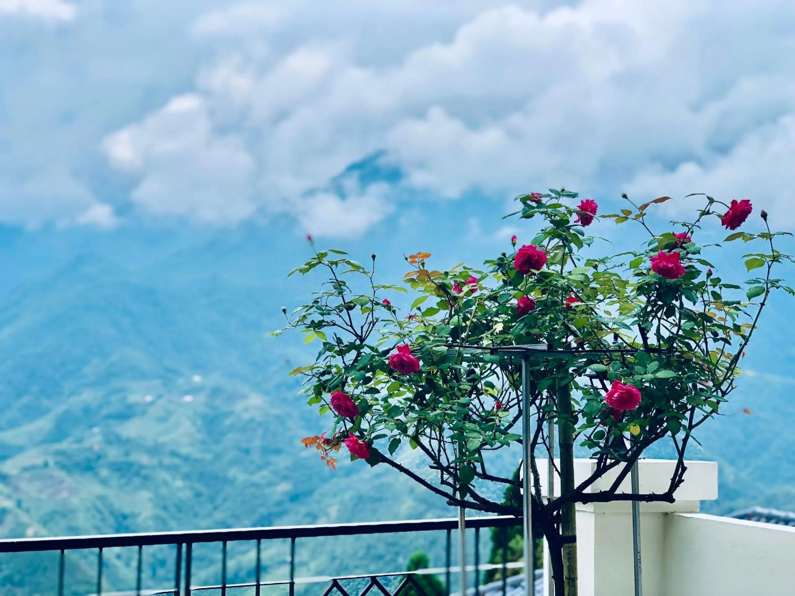 Cat Cat Galerie d’Art