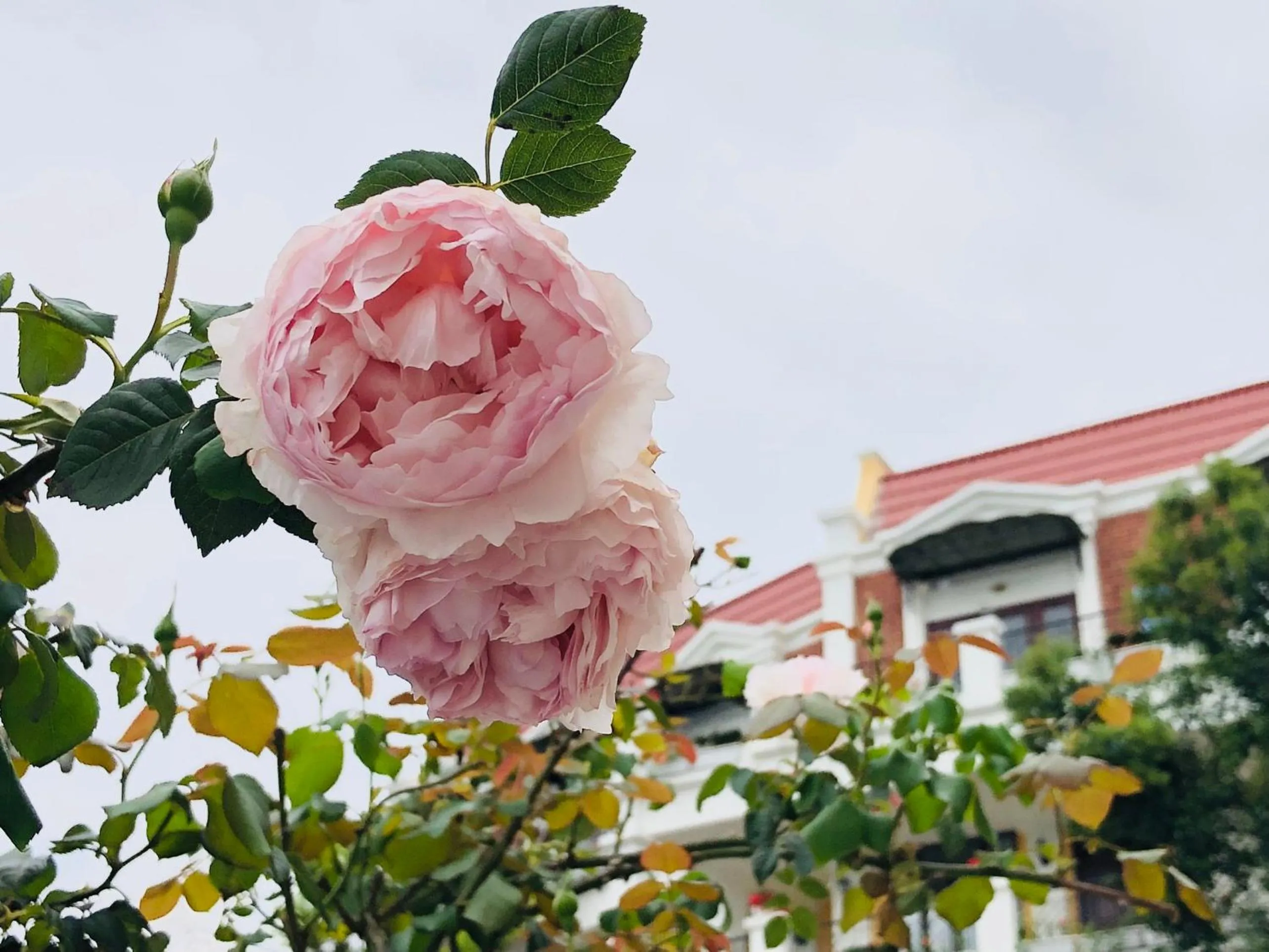 Cat Cat Galerie d’Art