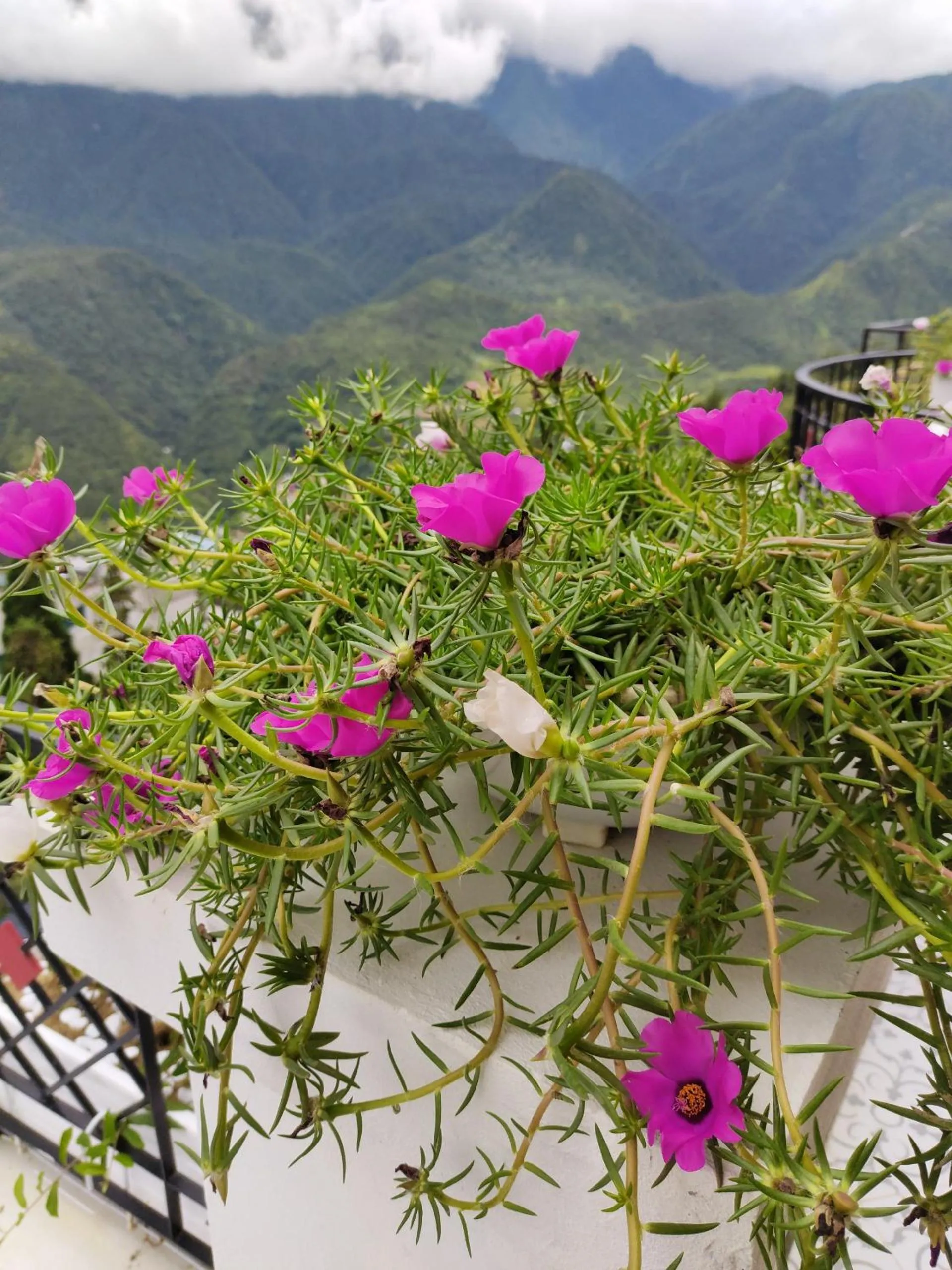 Cat Cat Galerie d’Art