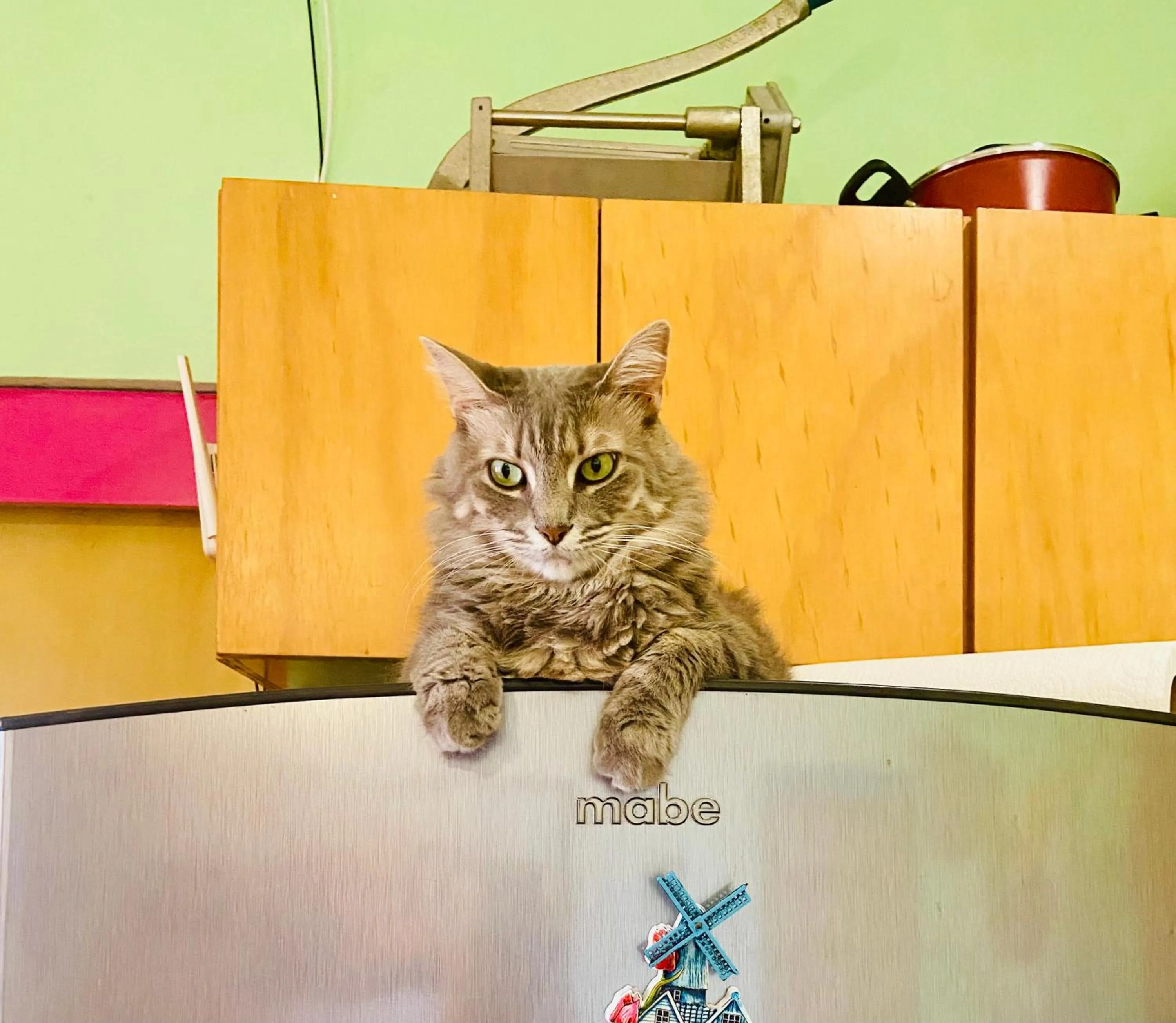 Pets in Casa Kini en Cancún