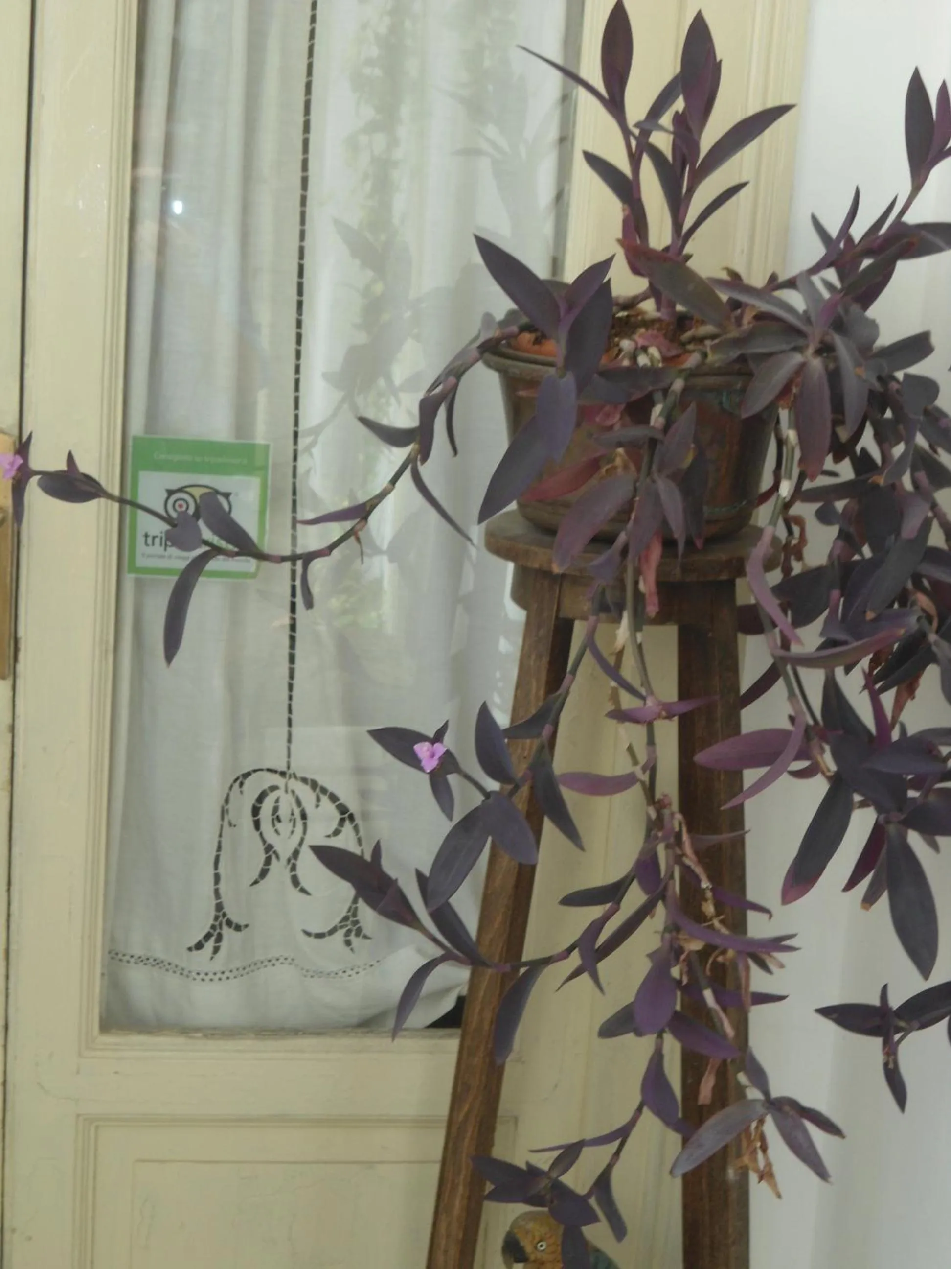 Decorative detail in Rosella Bianchi