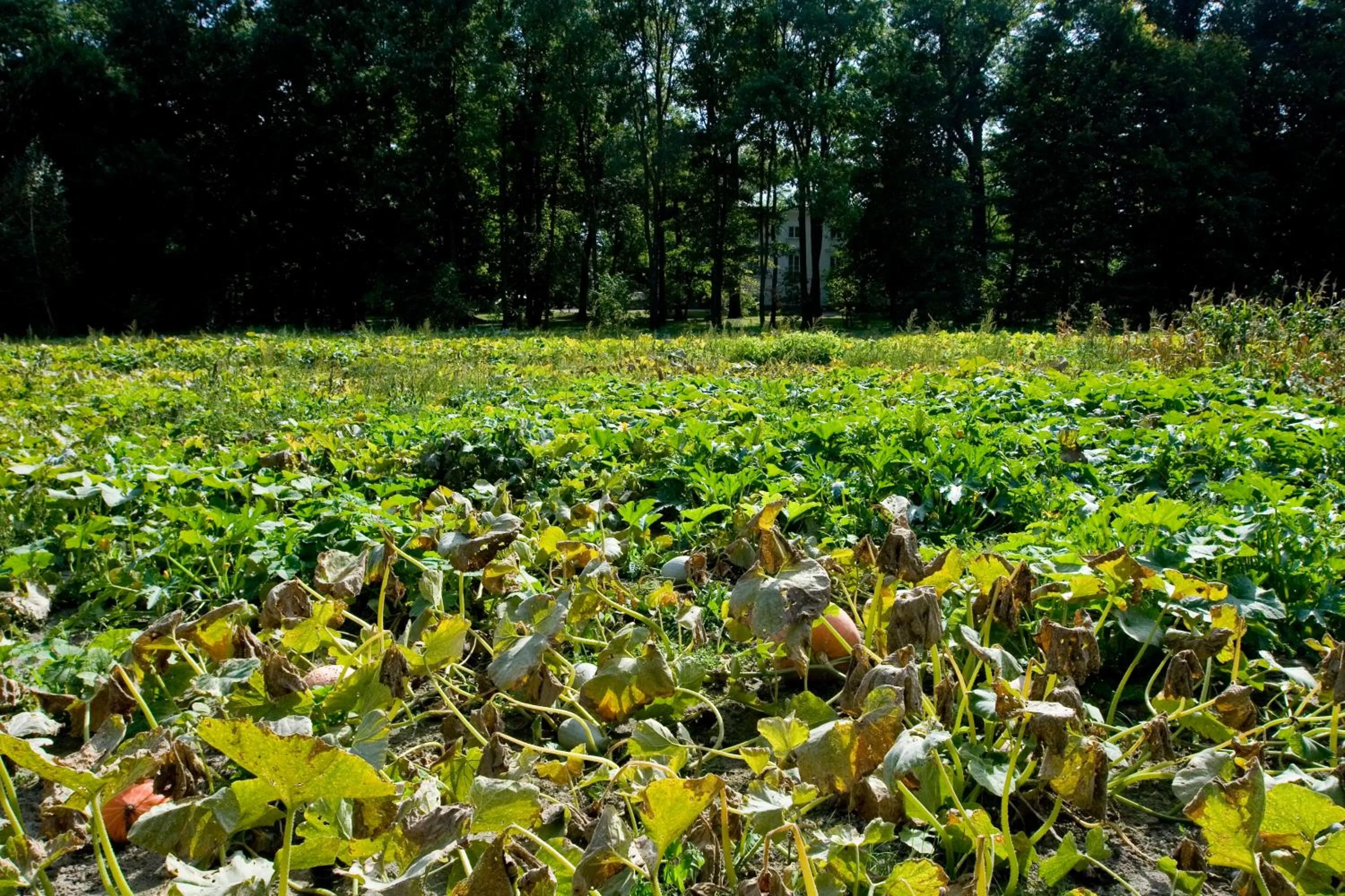 Natural landscape in Pałac Cieleśnica