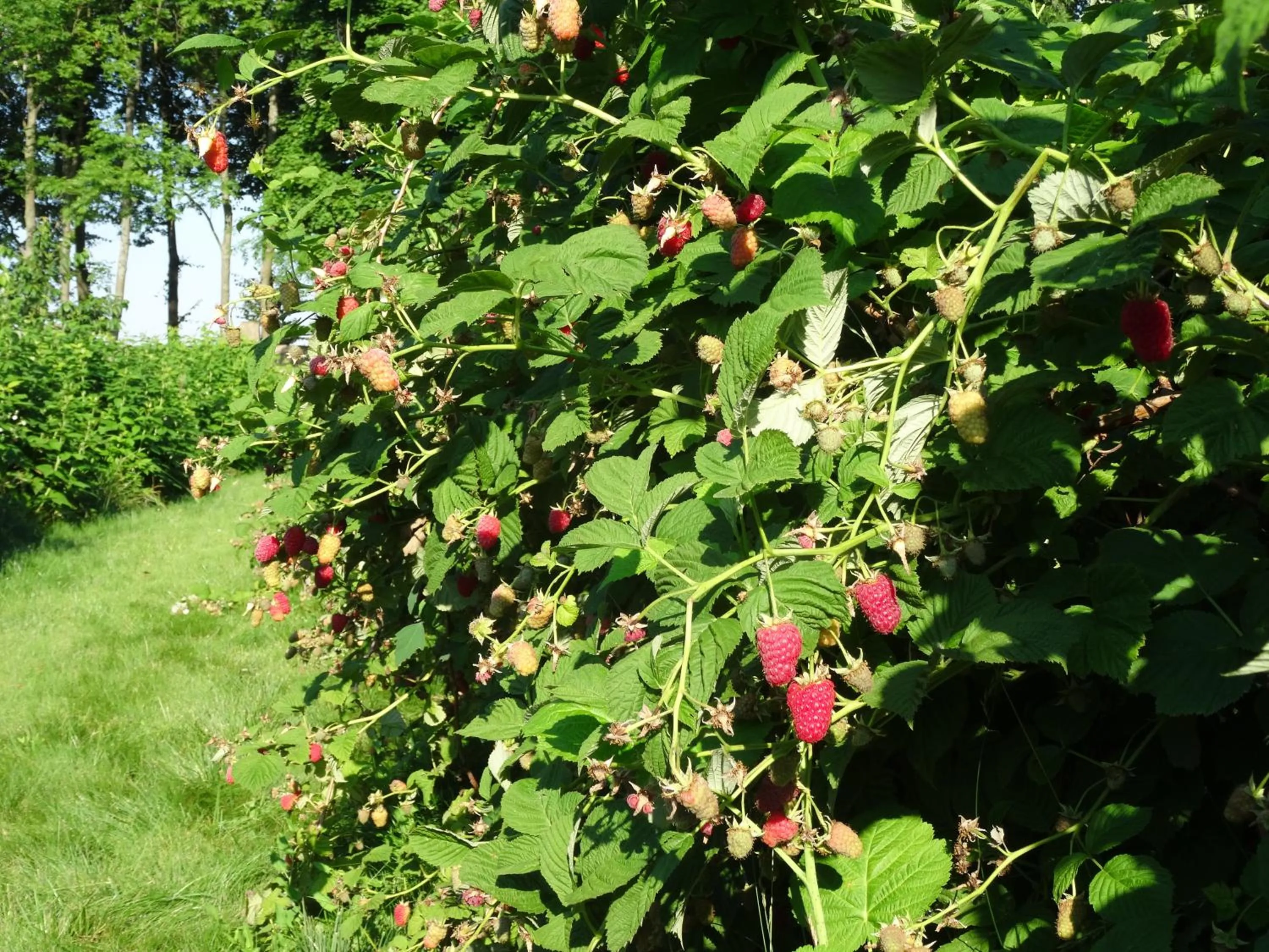 Natural landscape in Pałac Cieleśnica
