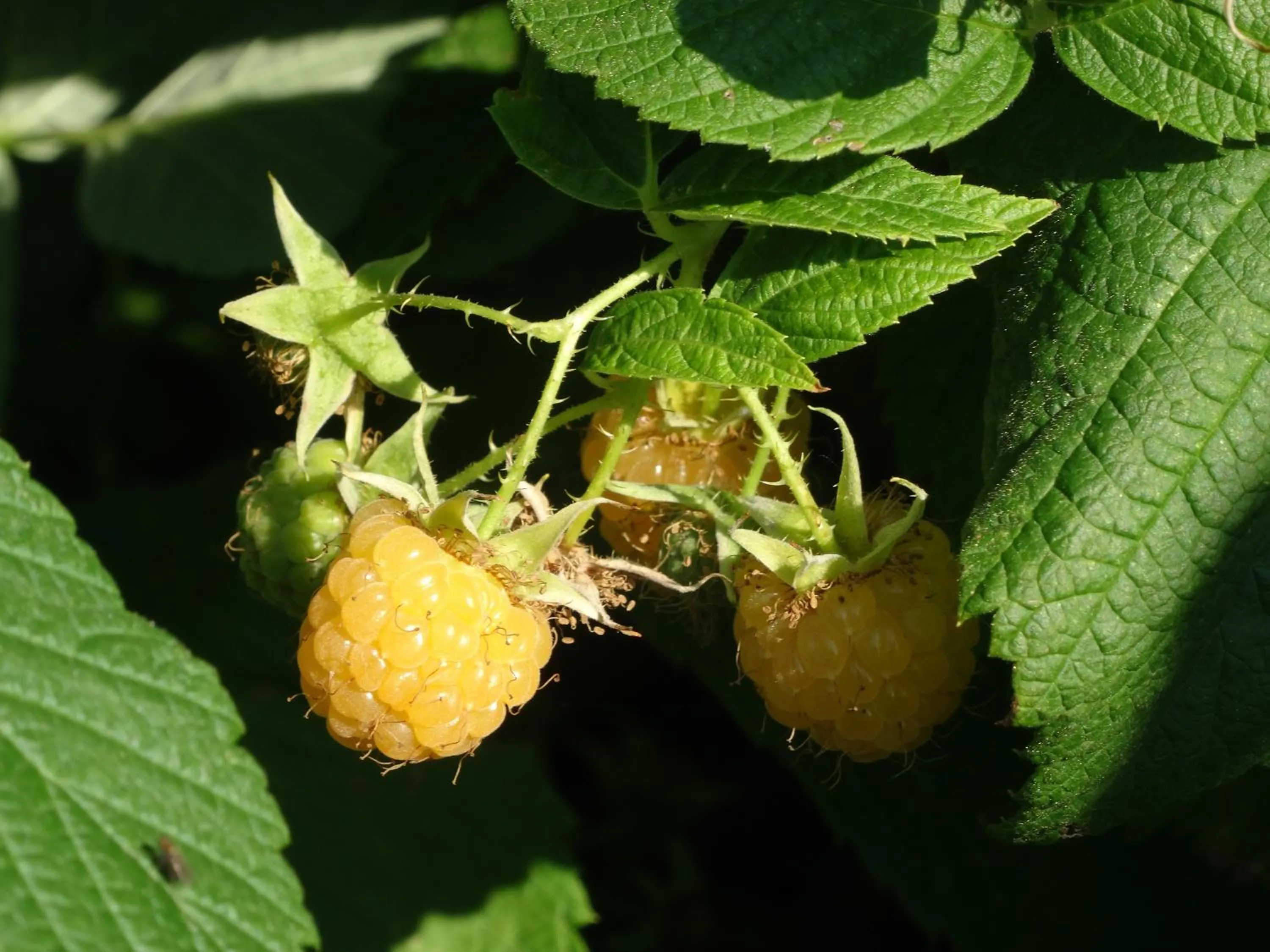 Natural landscape in Pałac Cieleśnica