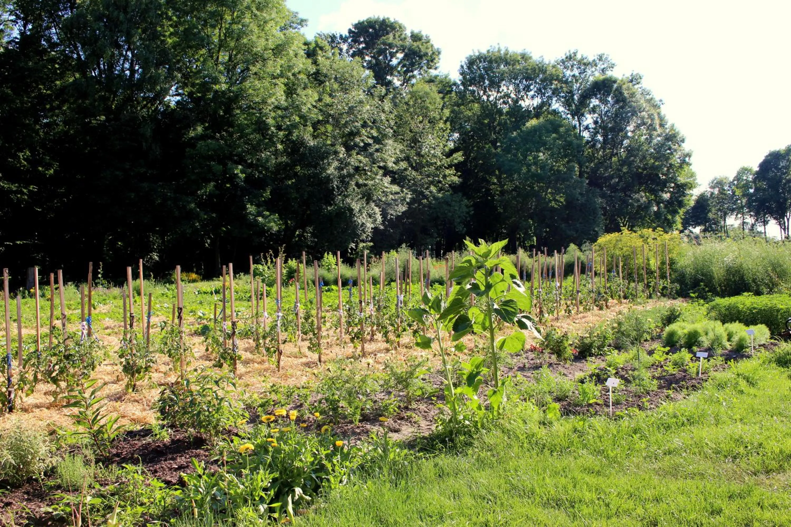 Summer in Pałac Cieleśnica