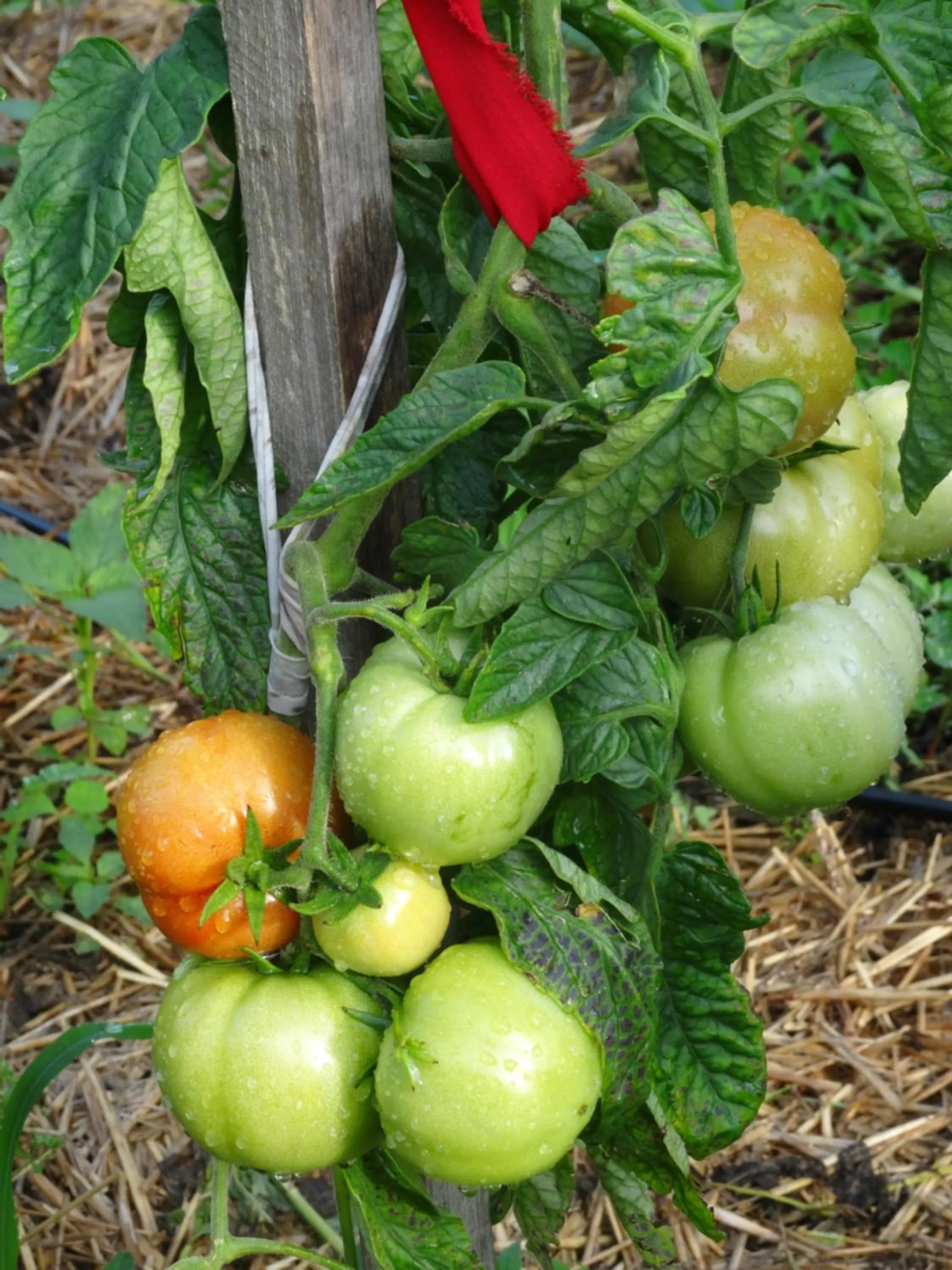 Natural landscape in Pałac Cieleśnica