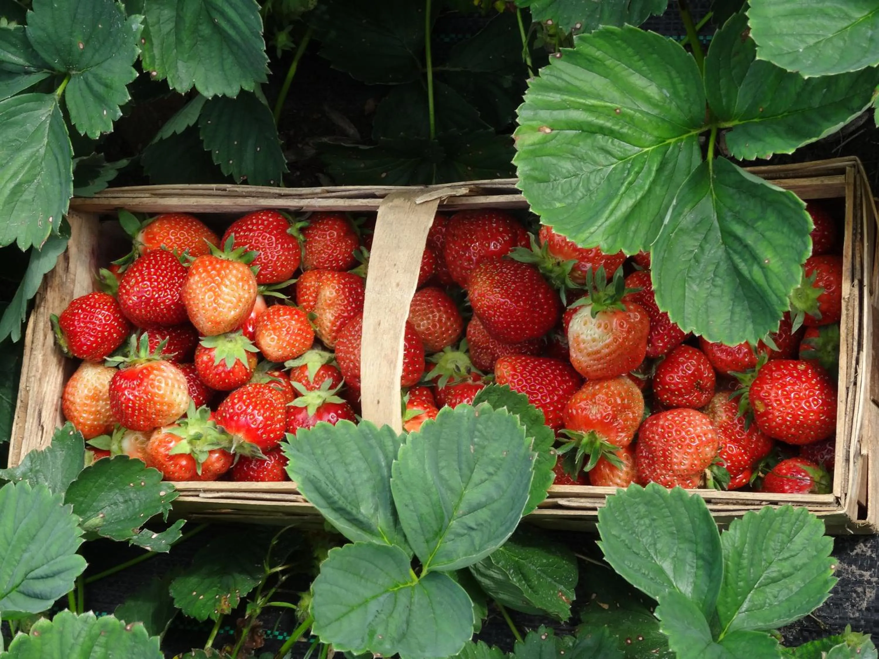 Natural landscape in Pałac Cieleśnica