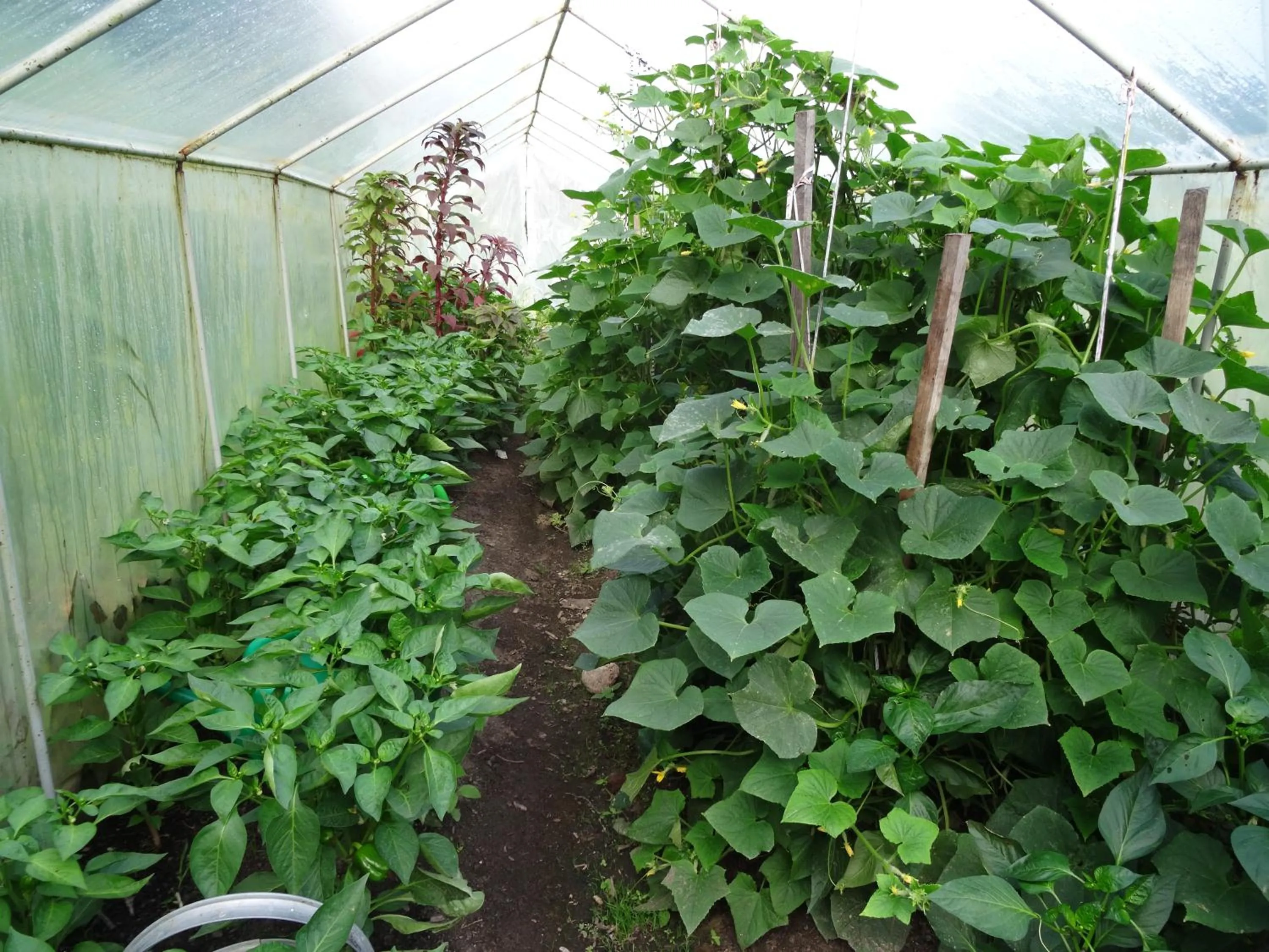 Natural landscape in Pałac Cieleśnica