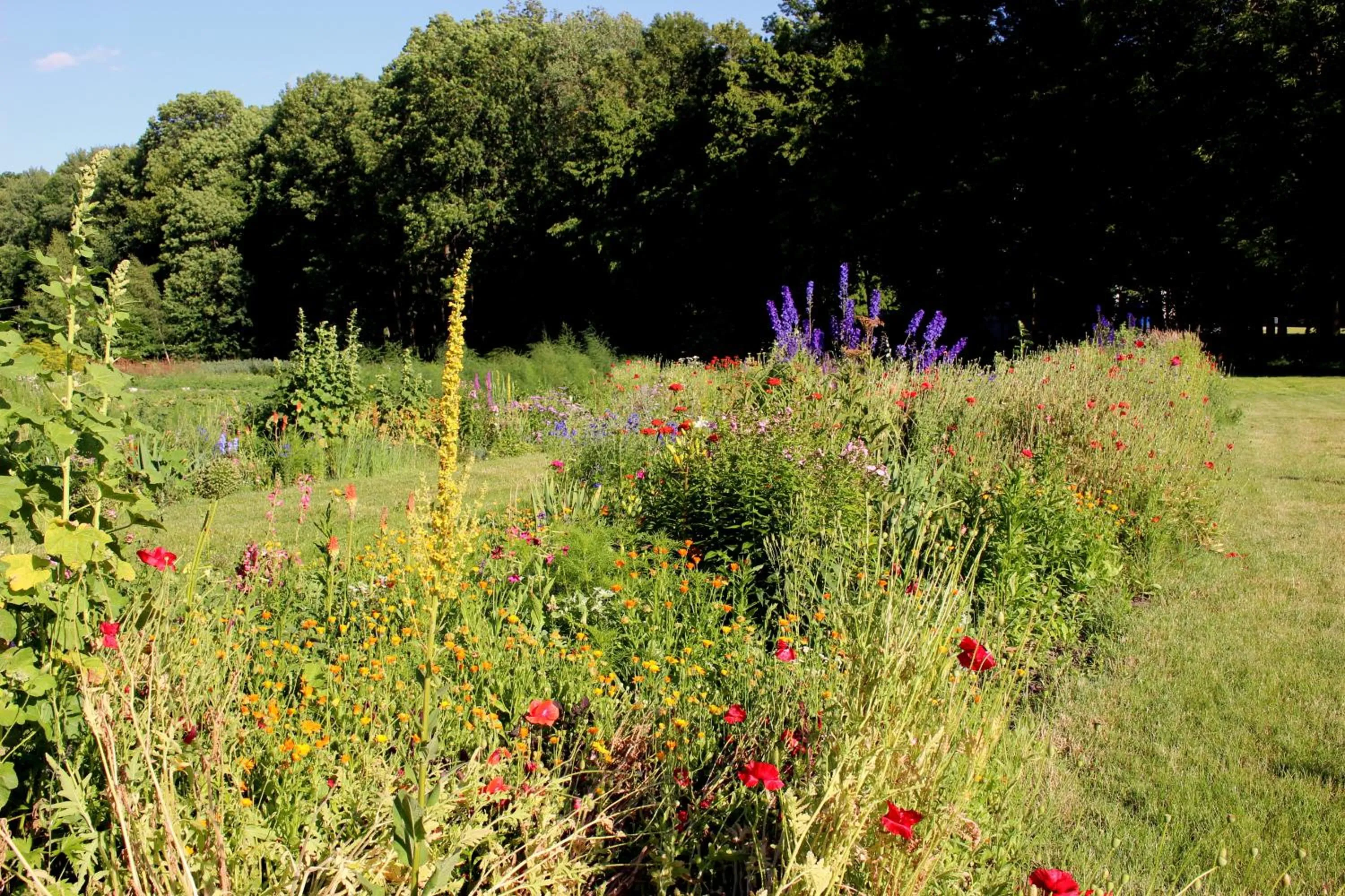 Summer in Pałac Cieleśnica