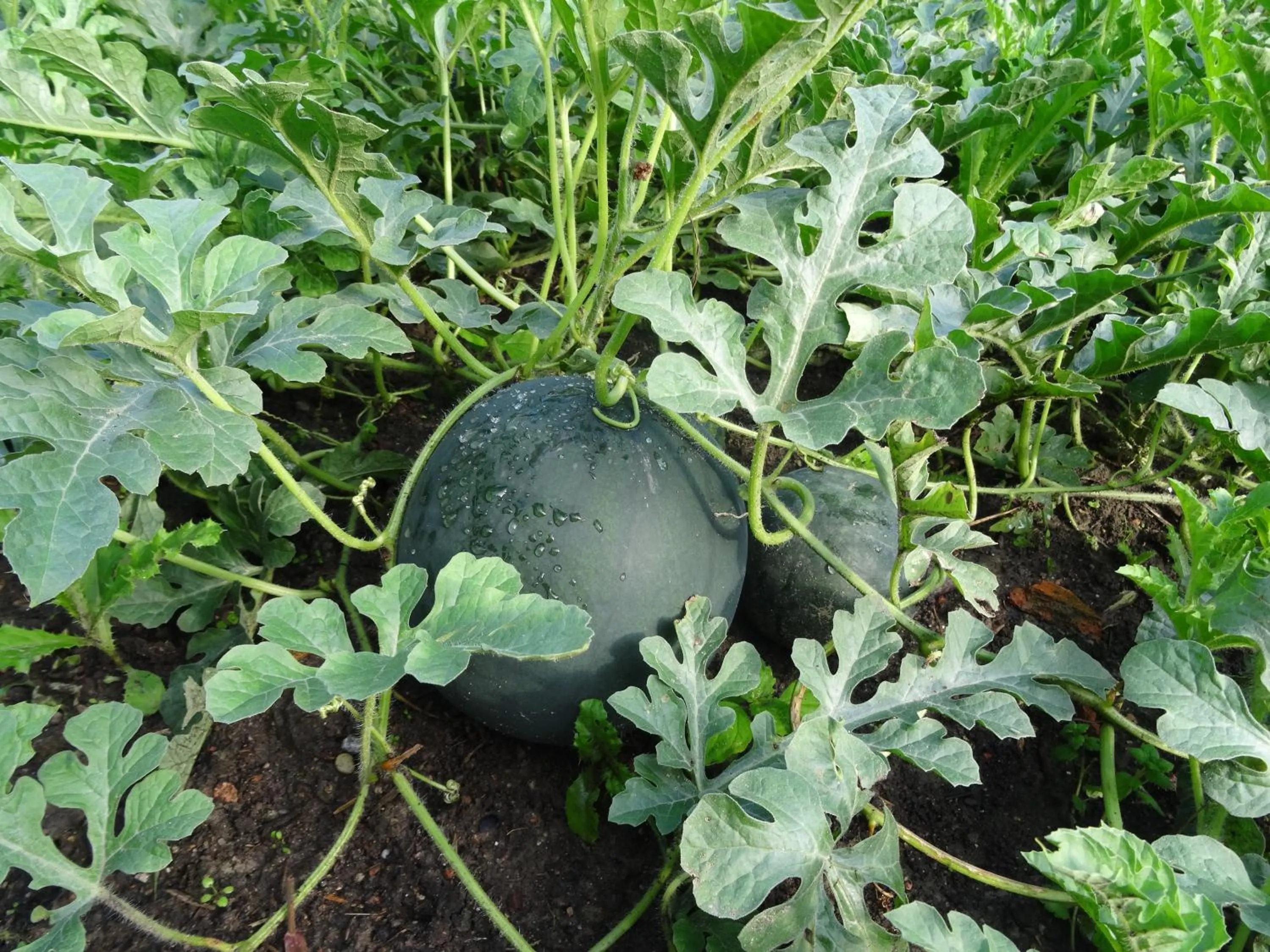 Natural landscape in Pałac Cieleśnica
