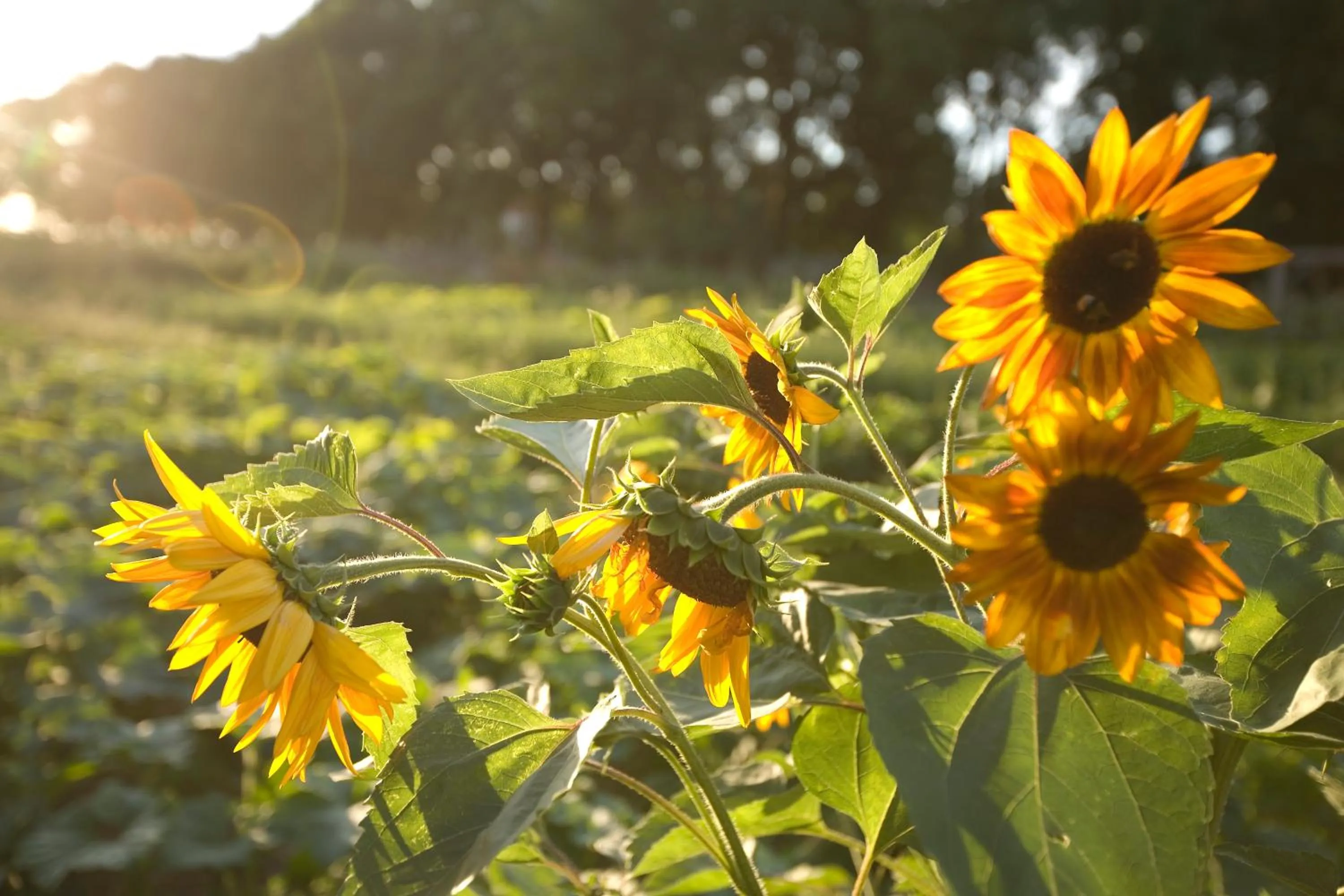 Natural landscape in Pałac Cieleśnica